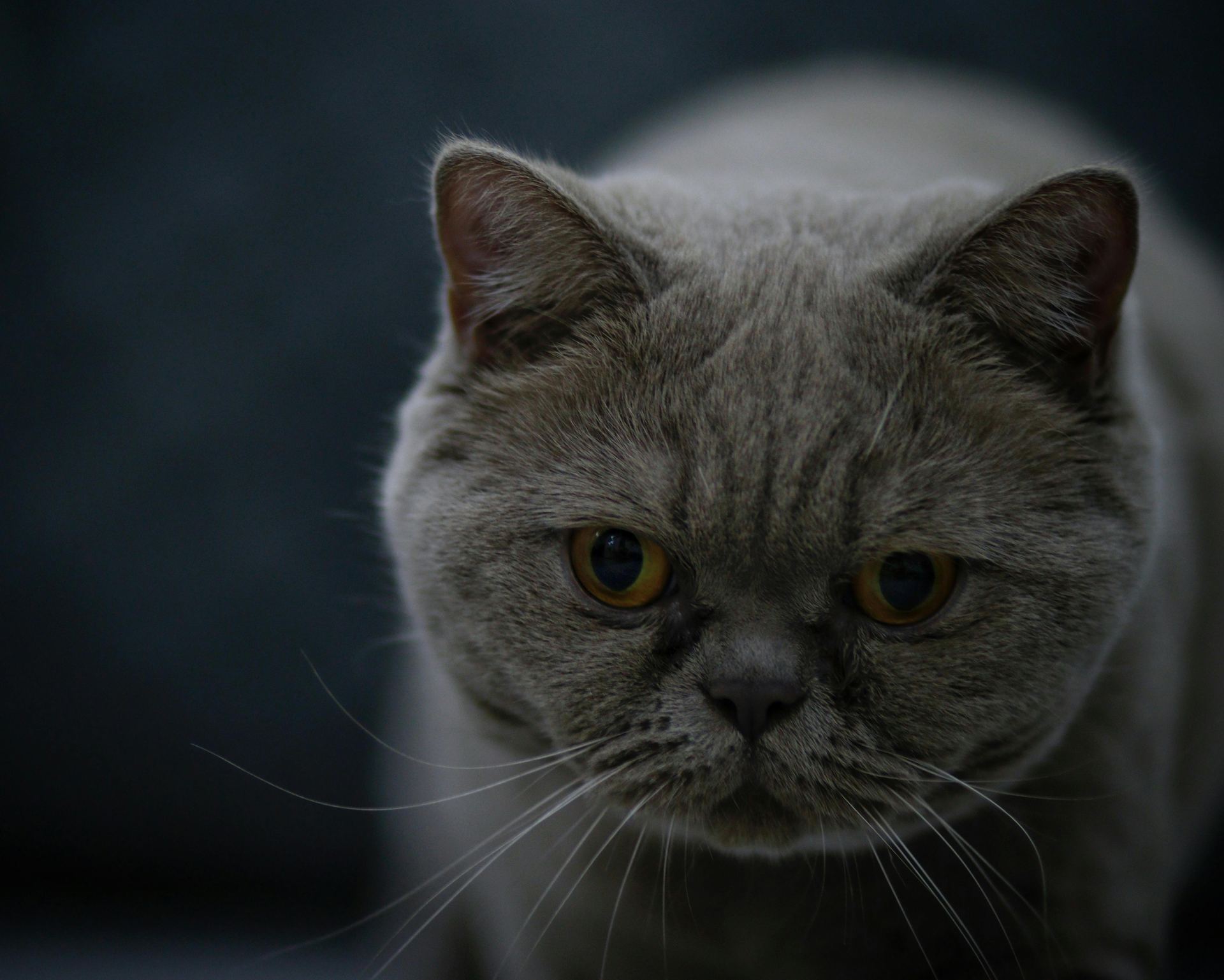 Buy British Short Hair Kittens in Panchkula