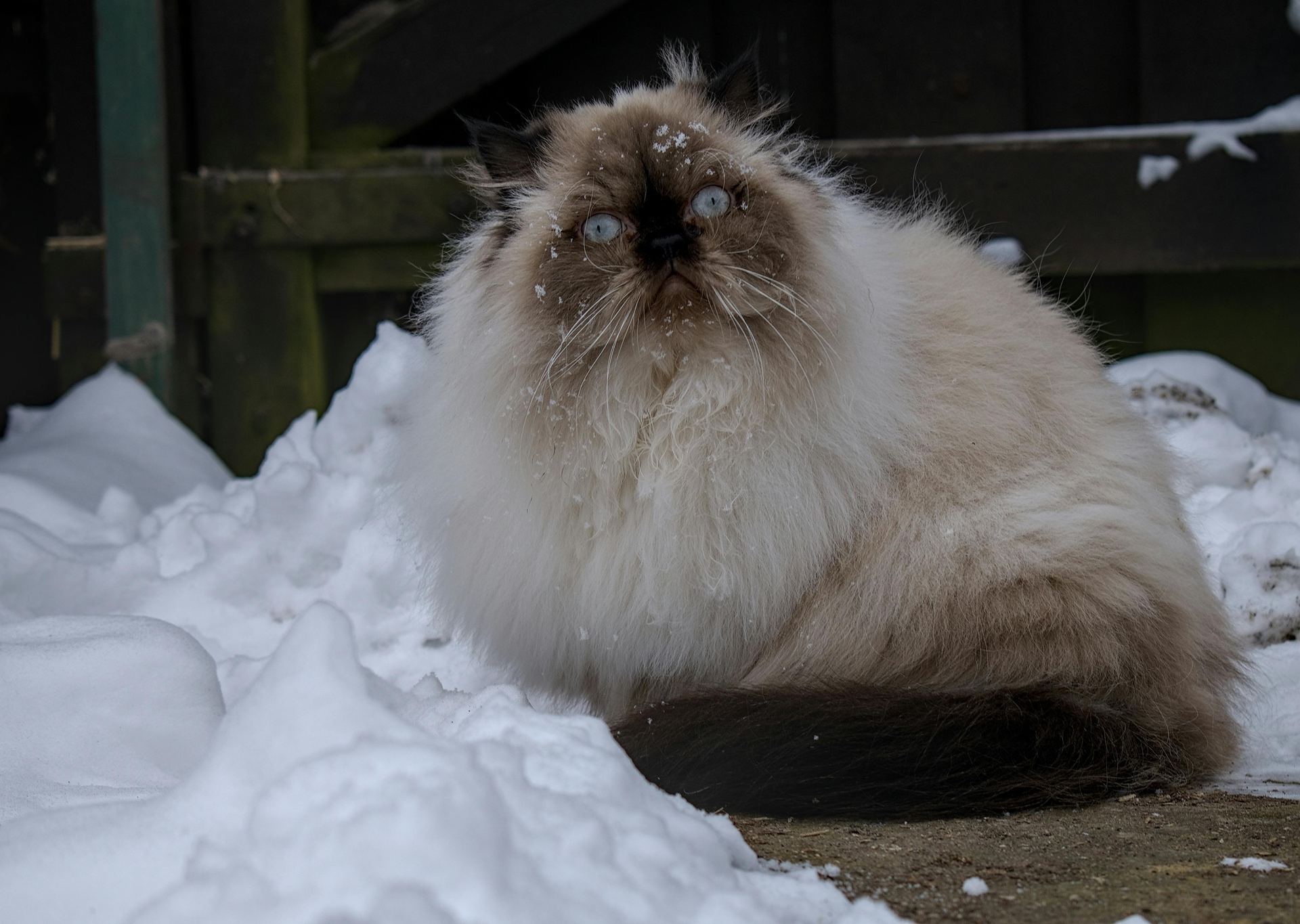 Buy Himalayan Kittens in Kharar