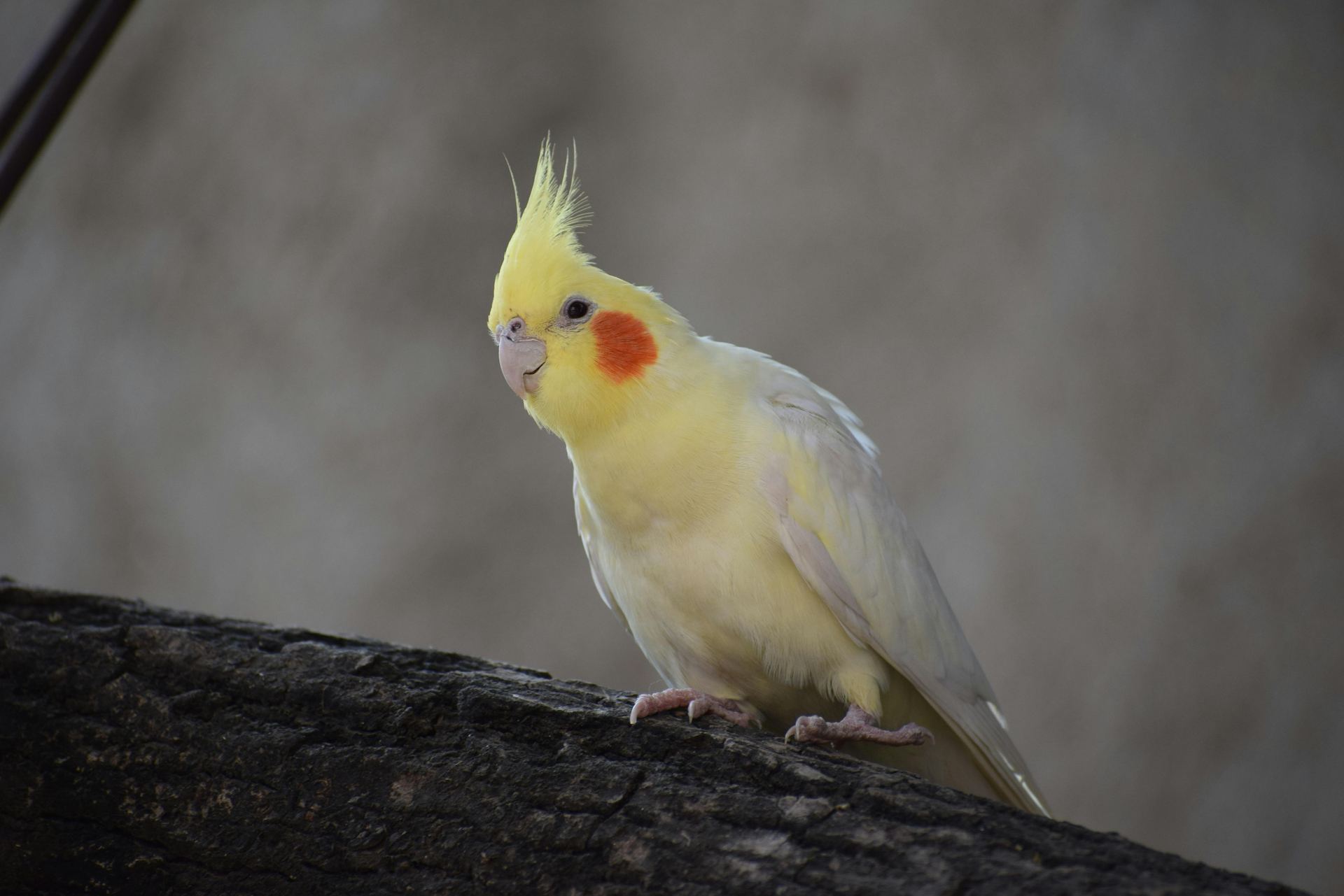 Cockatiel | Lutino available in Chandigarh
