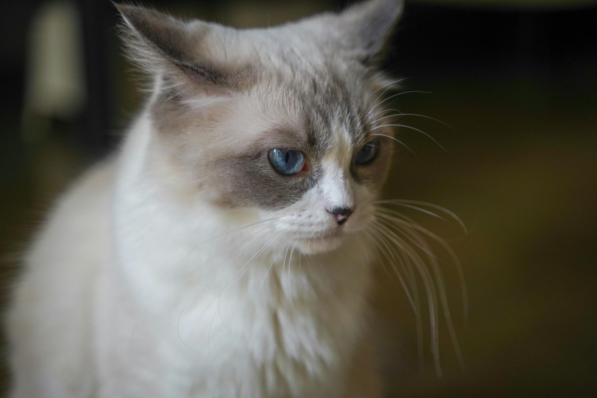 Buy Ragdoll Kittens in Panchkula