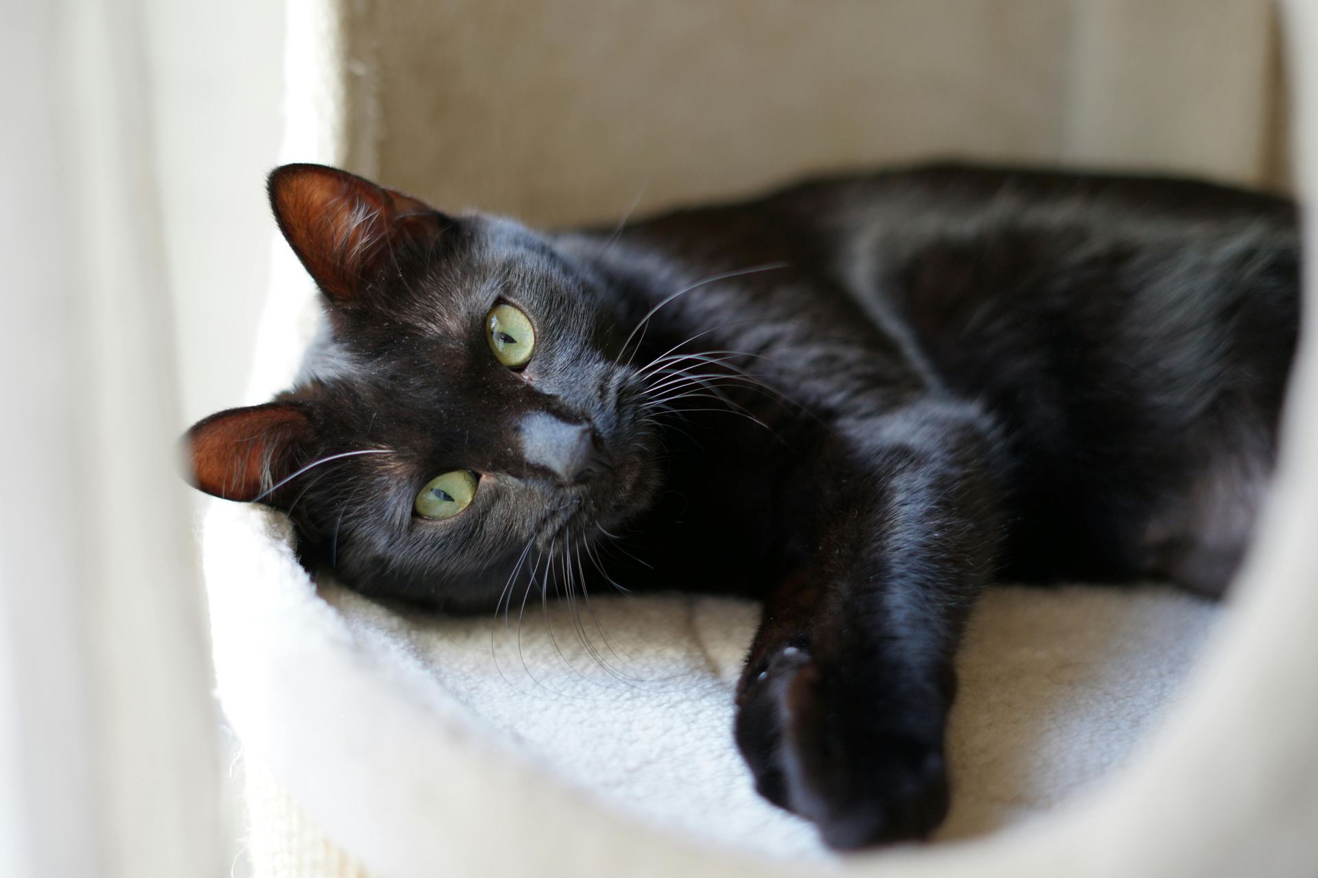 Buy Bombay Kittens in Panchkula