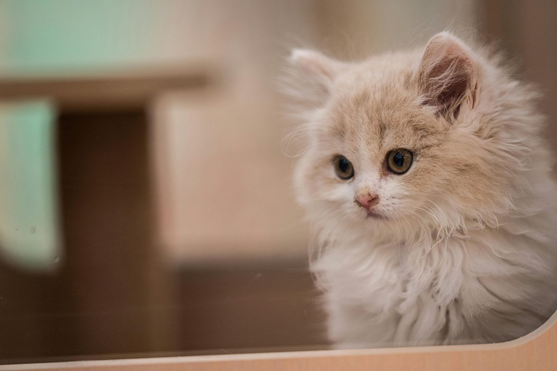 Buy Doll Face Persian Kitten in Kharar
