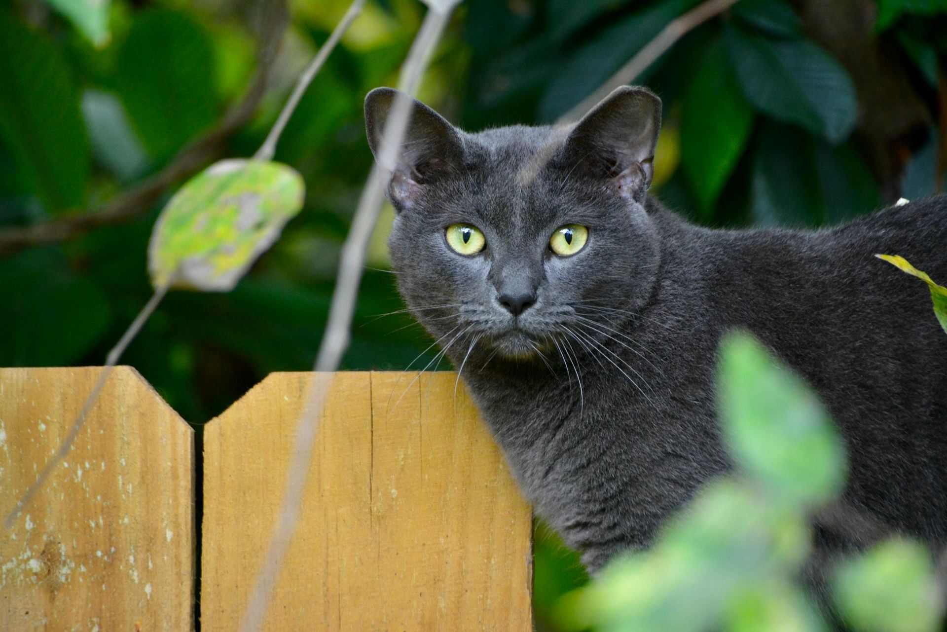 Buy Russian Blue Kitten in Panchkula