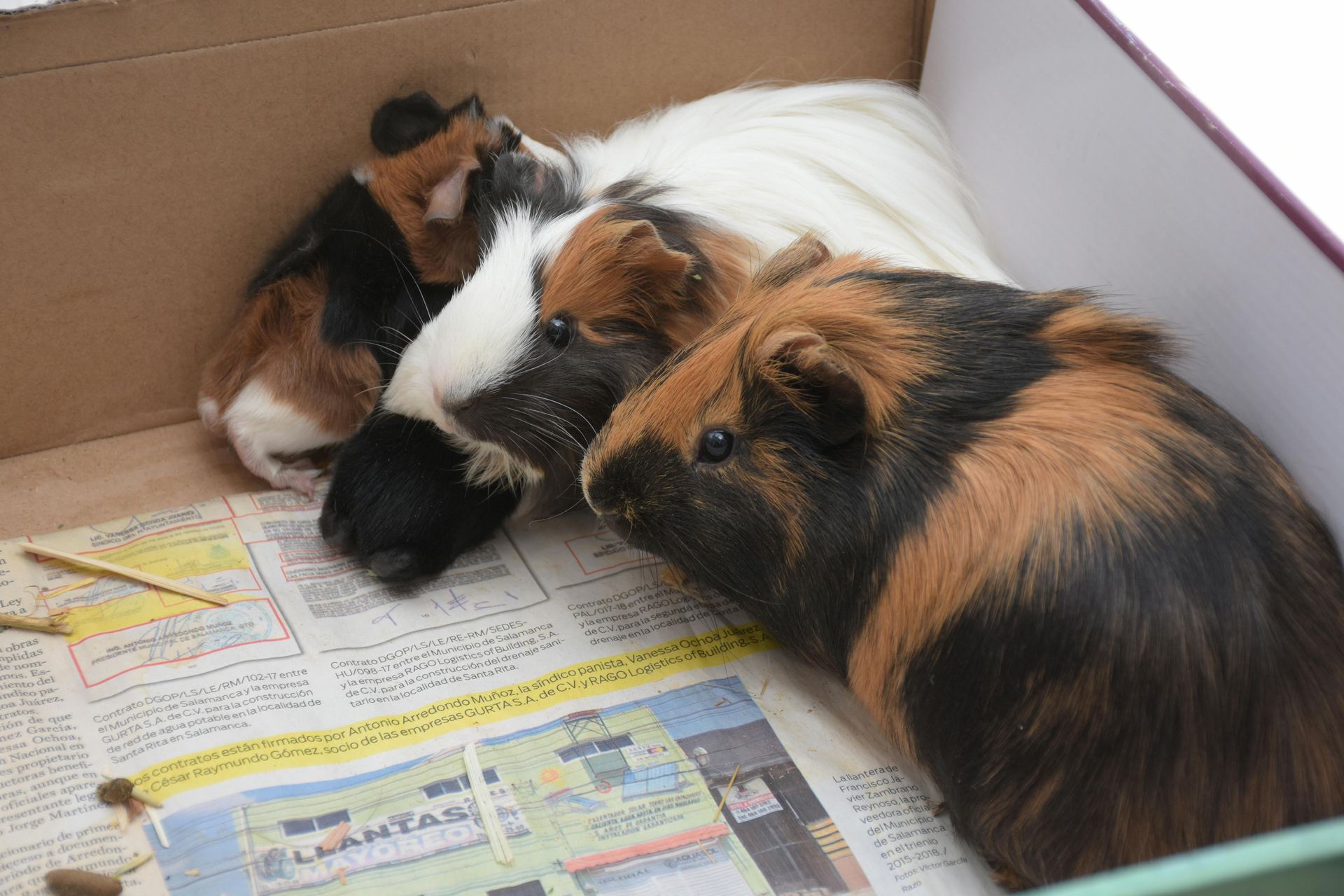Buy Guinea Pig Babies in Rupnagar
