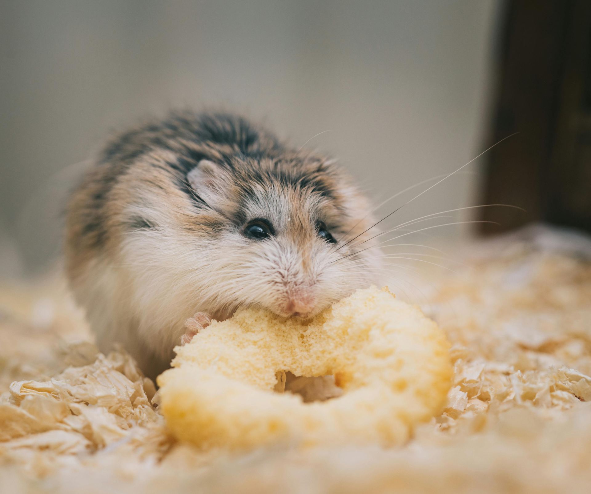 Buy Hamsters in Panchkula