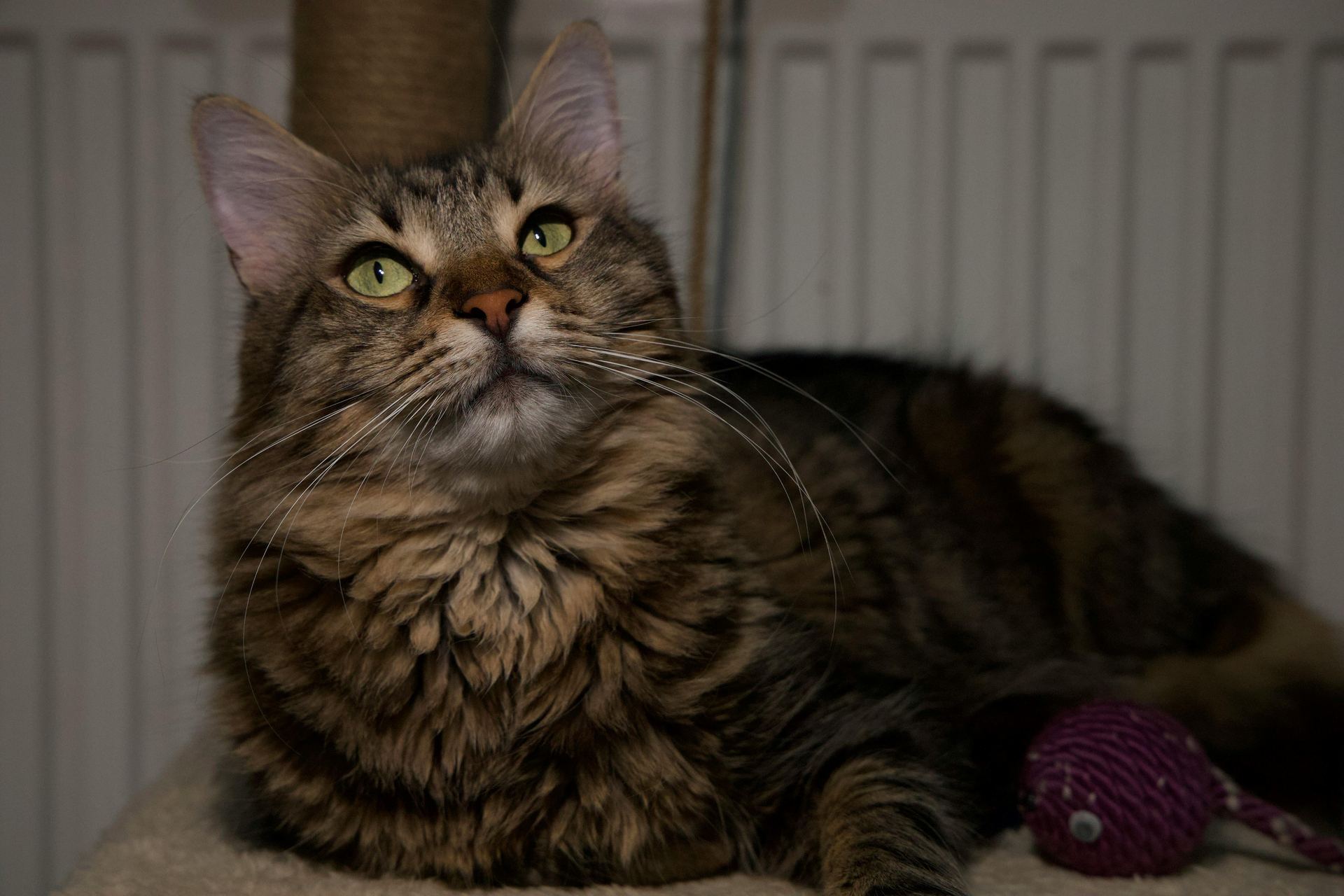 Maine Coon Kitten kitten available in Chandigarh