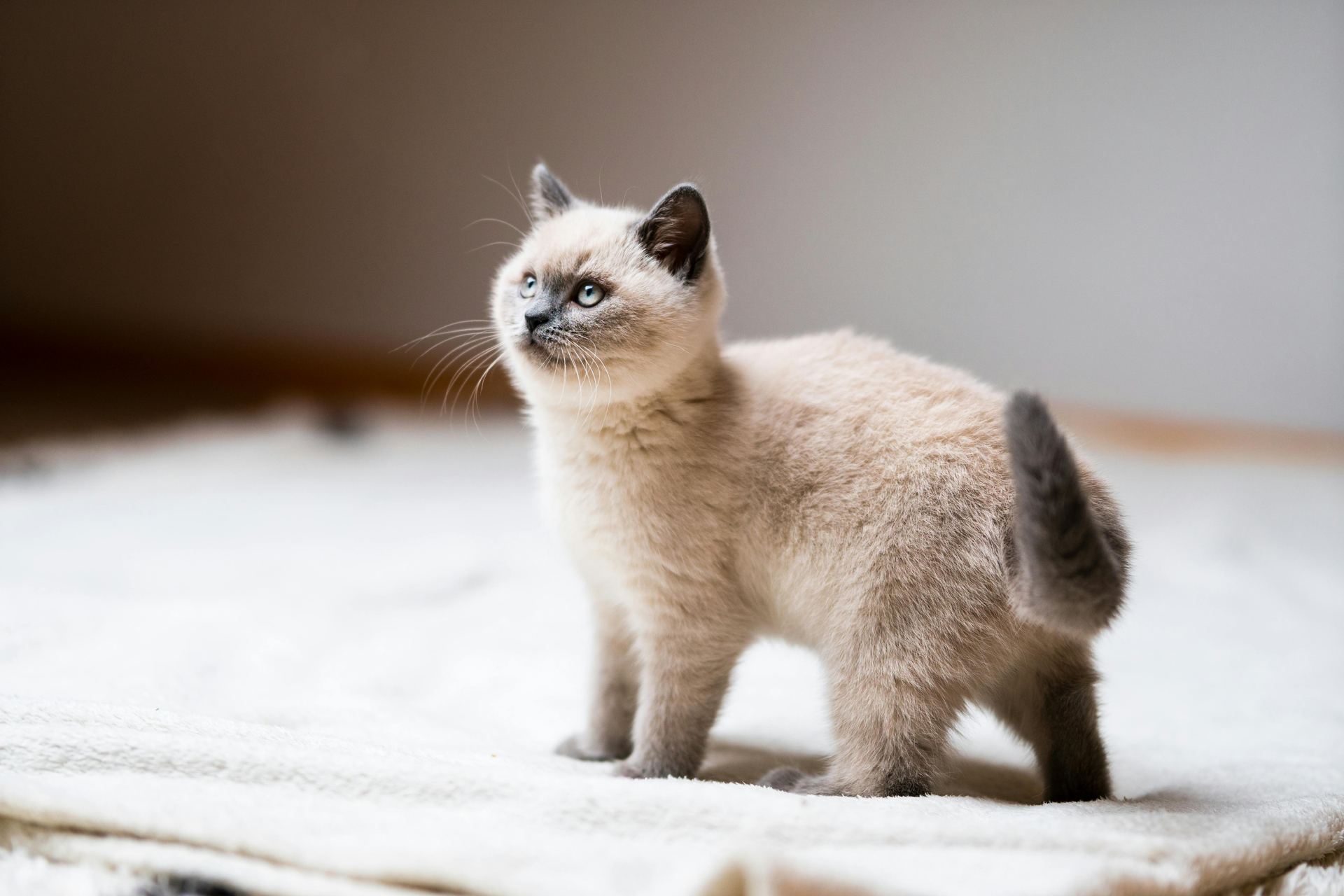 Himalayan Kittens cat in Kharar