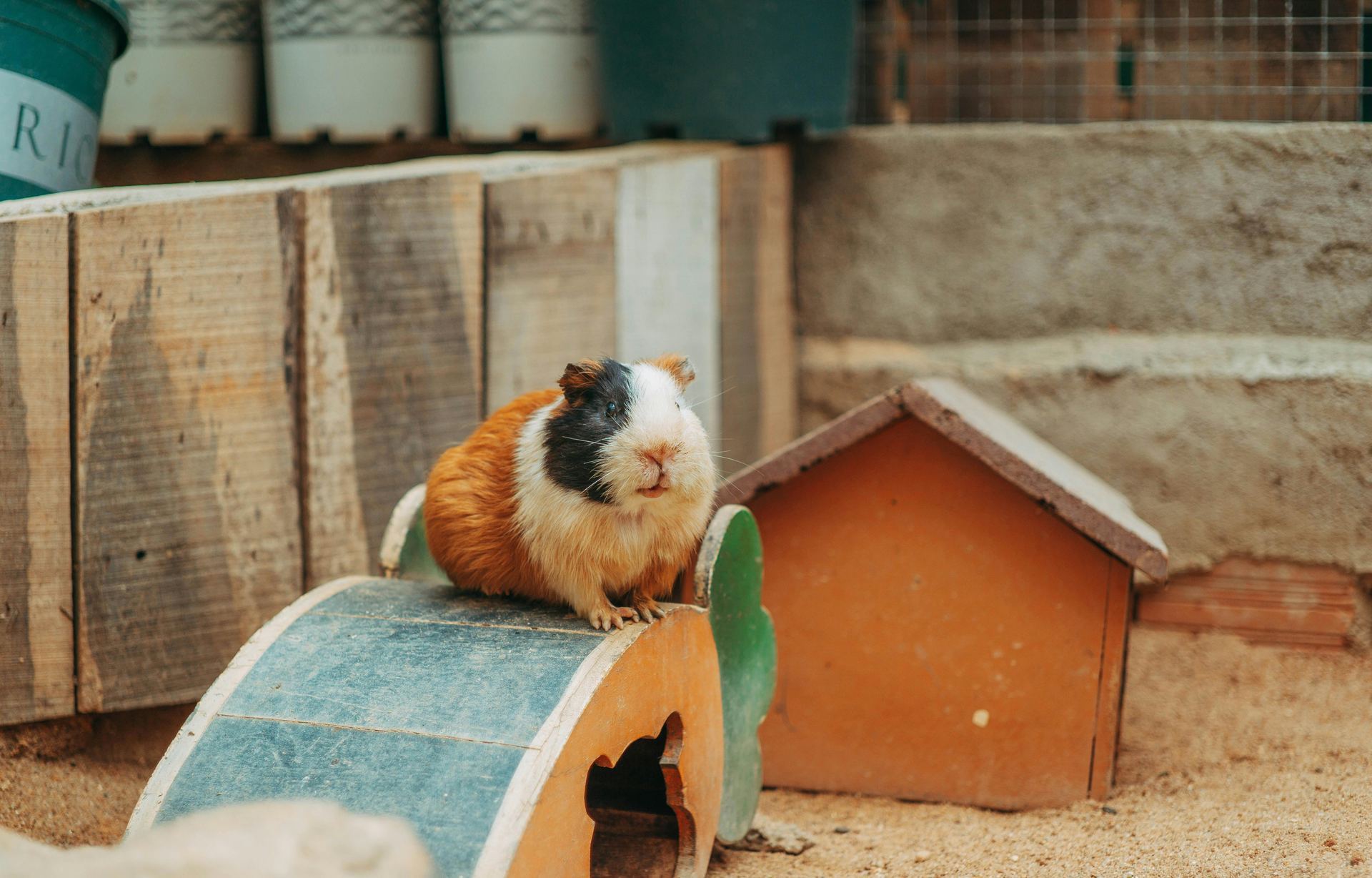 Guinea Pig Babies small pet in Rupnagar