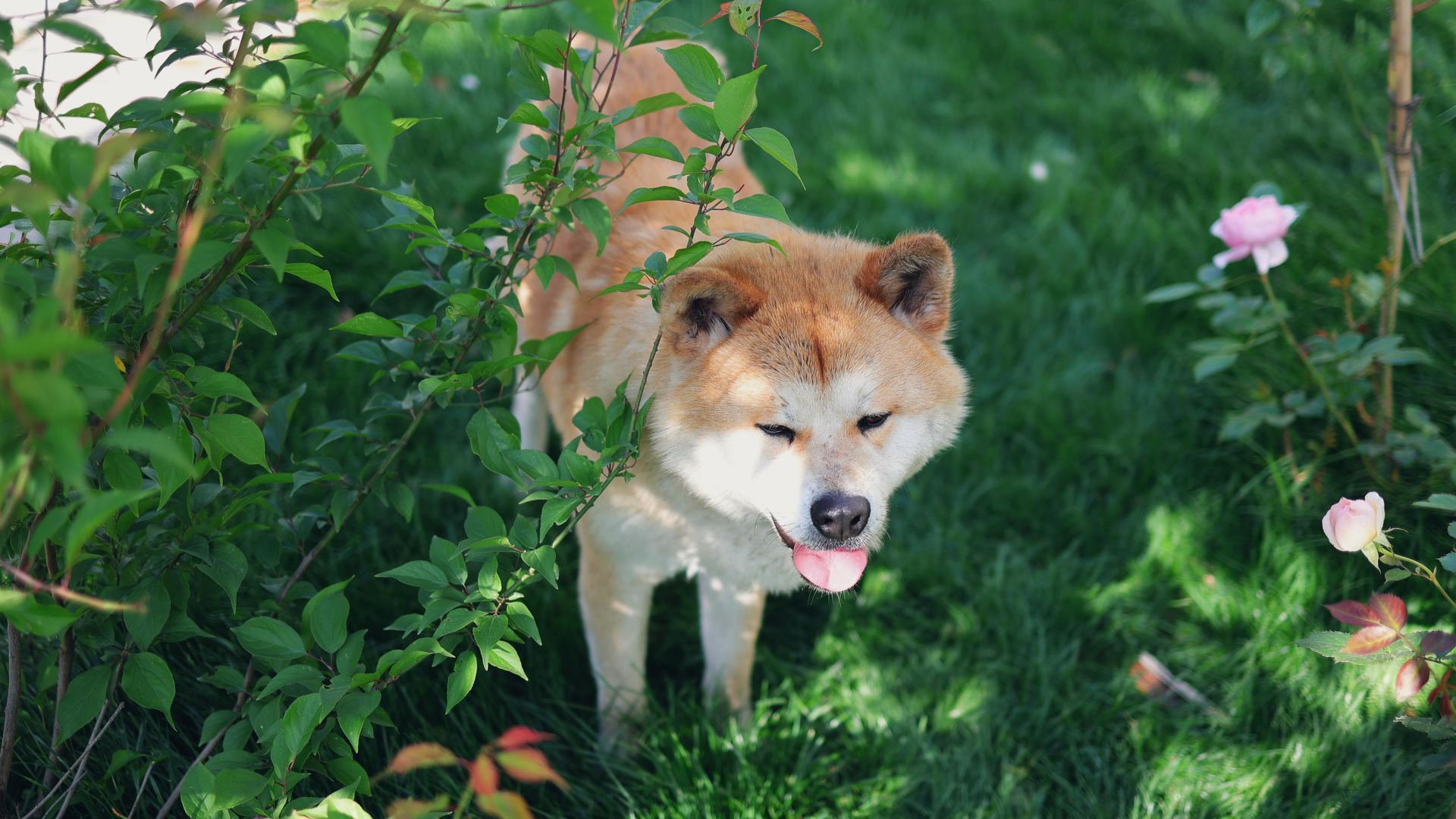 Akita Inu Puppy available in Panchkula