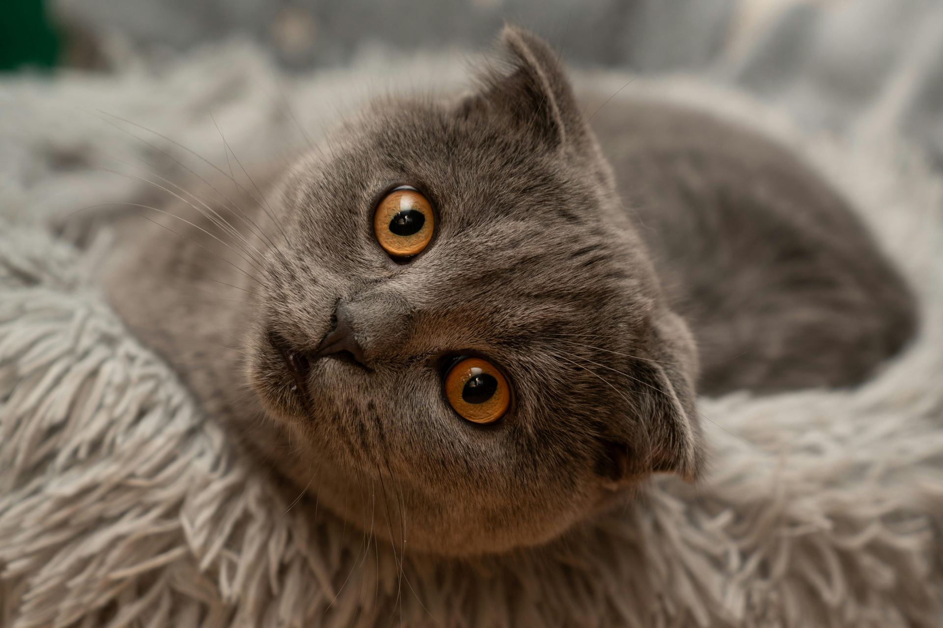 Scottish Fold Kitten | Standard Grey kitten available in Panchkula
