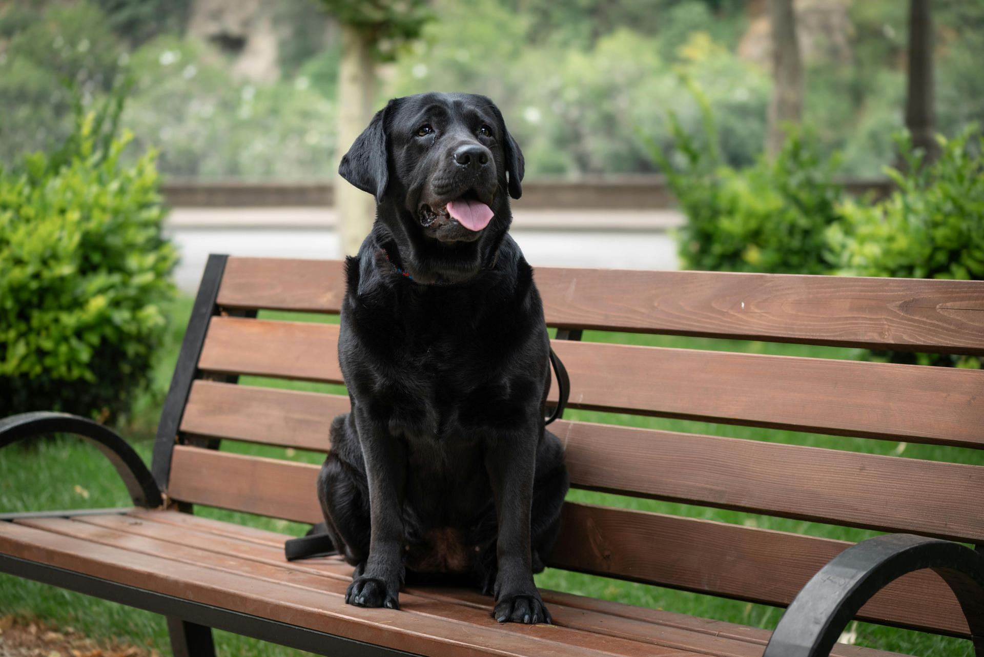 Labrador Retriever Puppy | Black Color available in Panchkula