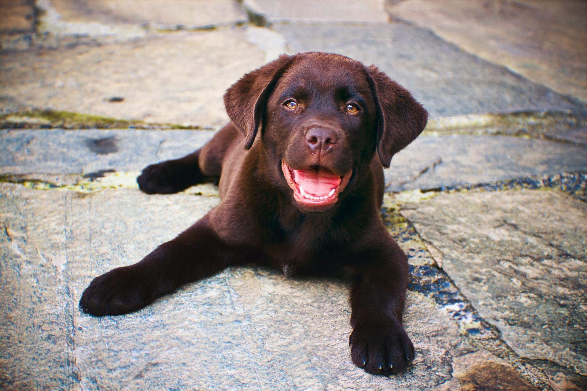 Labrador Retriever Chocolate Puppy available in Mohali