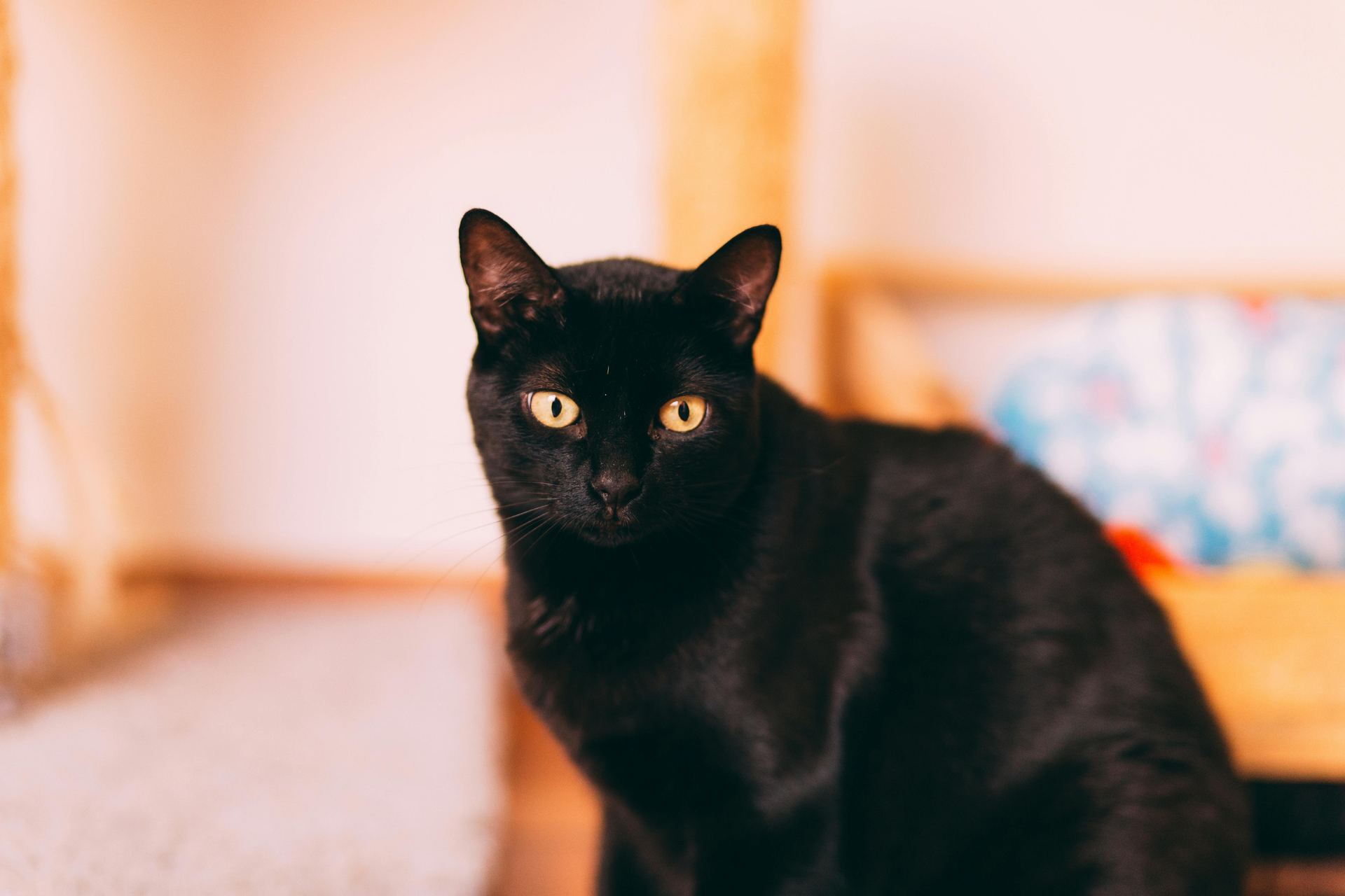 Bombay Kittens cat in Panchkula
