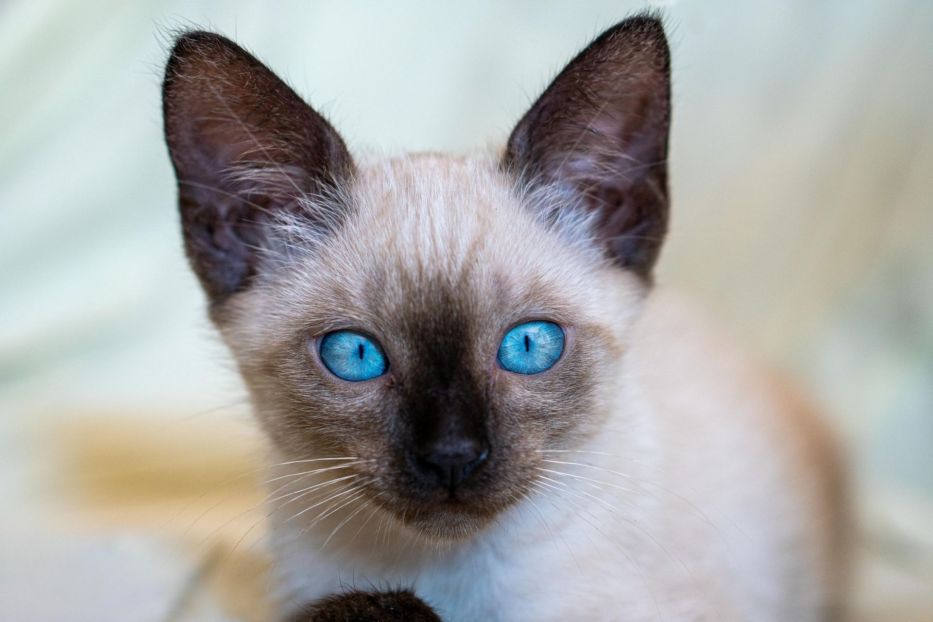 Buy Siamese Kitten in Kharar