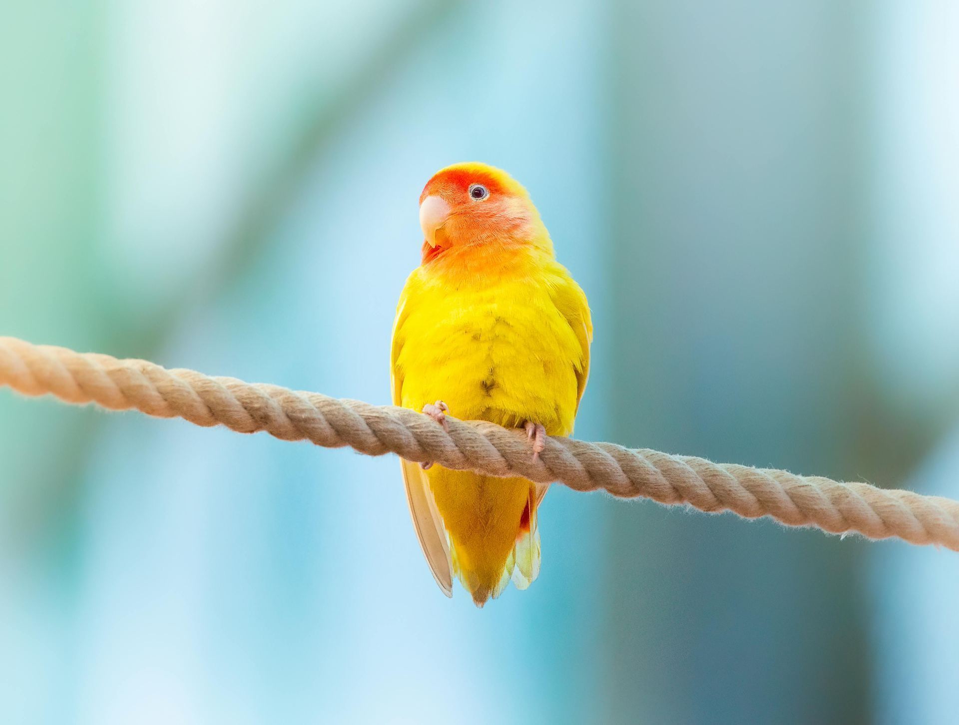 African Love Birds | Yellow & Orange available in Panchkula