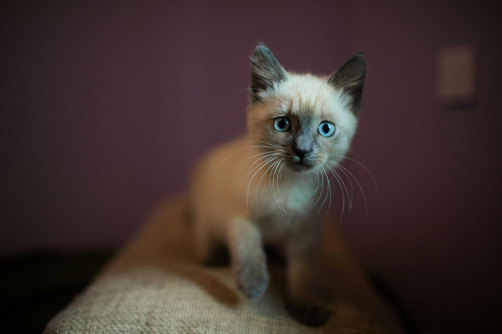 Siamese Kitten cat in Kharar
