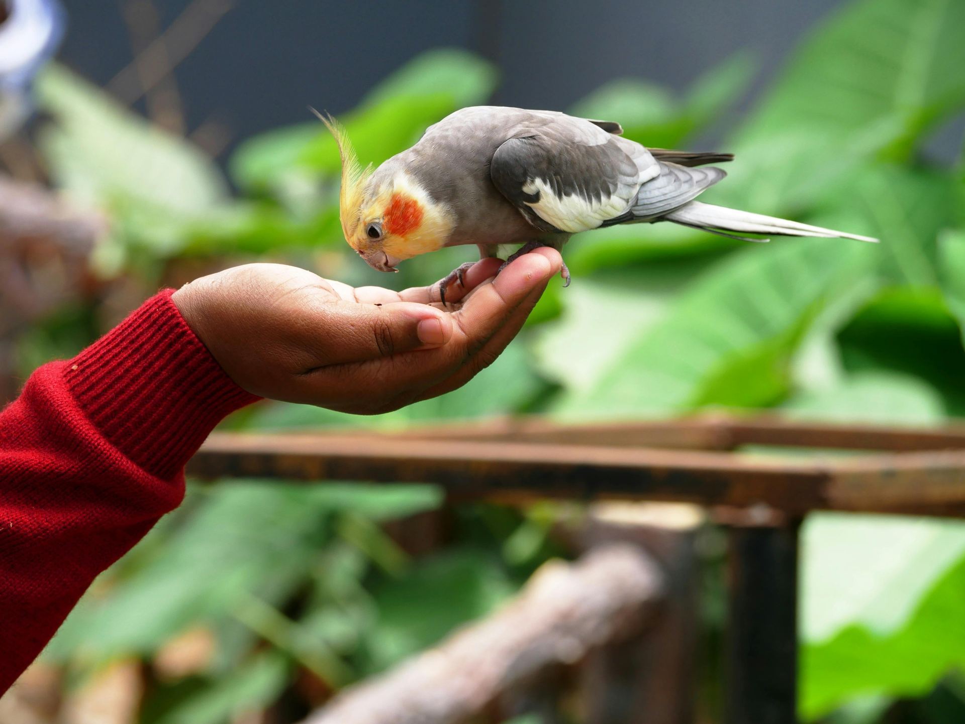 Cockateils available in Panchkula