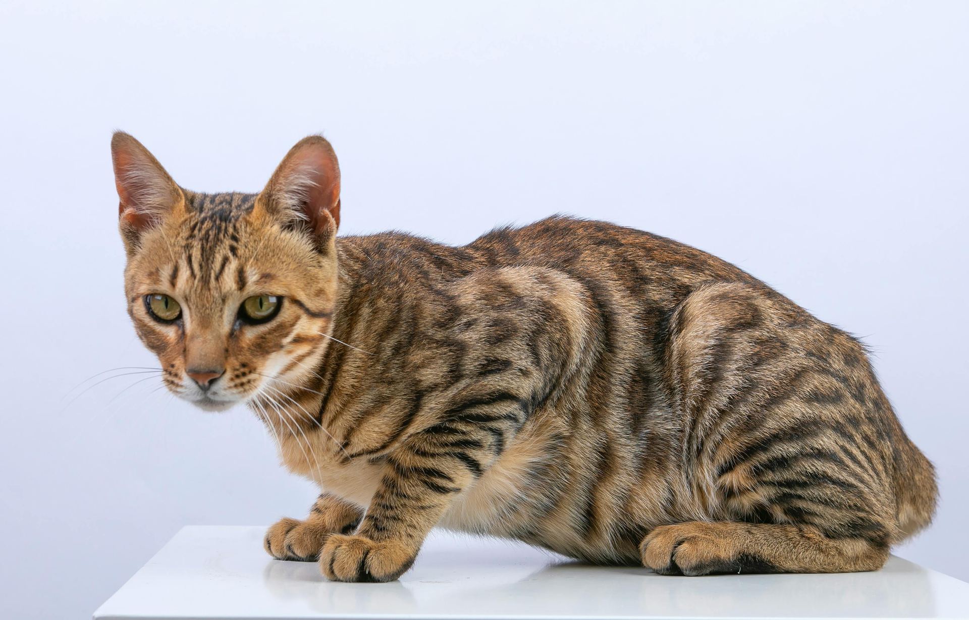 Bengal Kittens cat in Panchkula