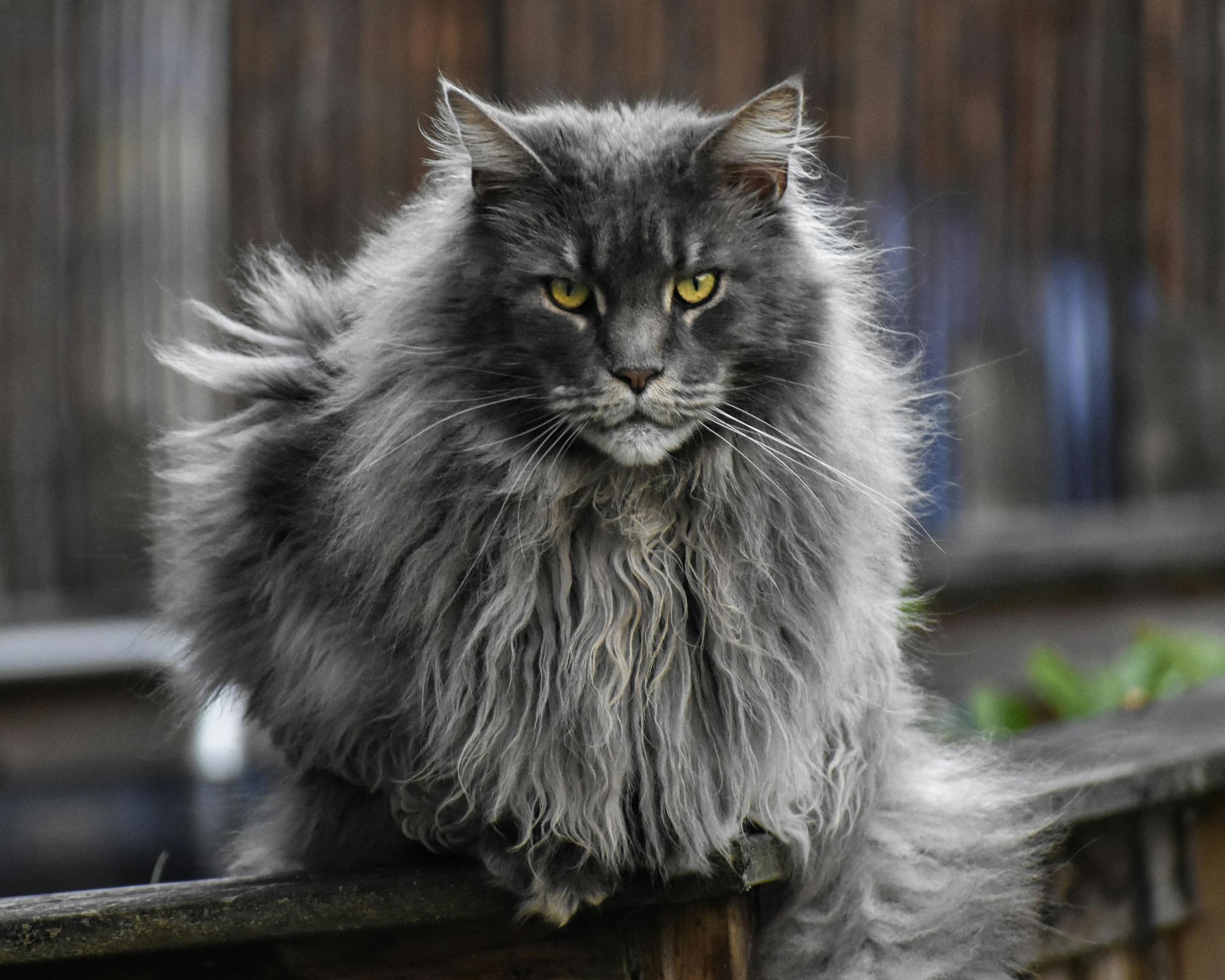 Maine Coon Kitten cat in Chandigarh