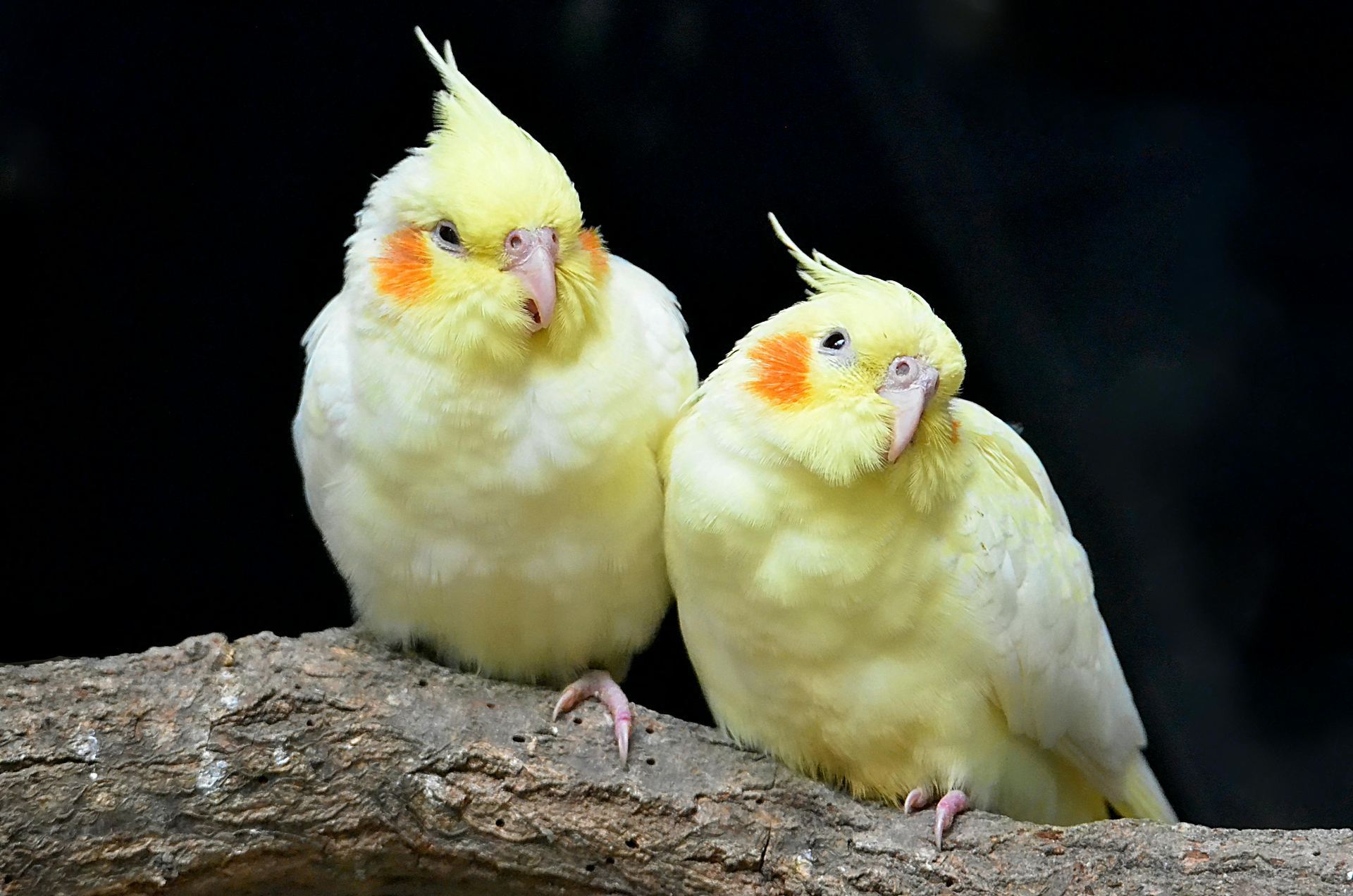 Cockatiel | Lutino bird in Chandigarh
