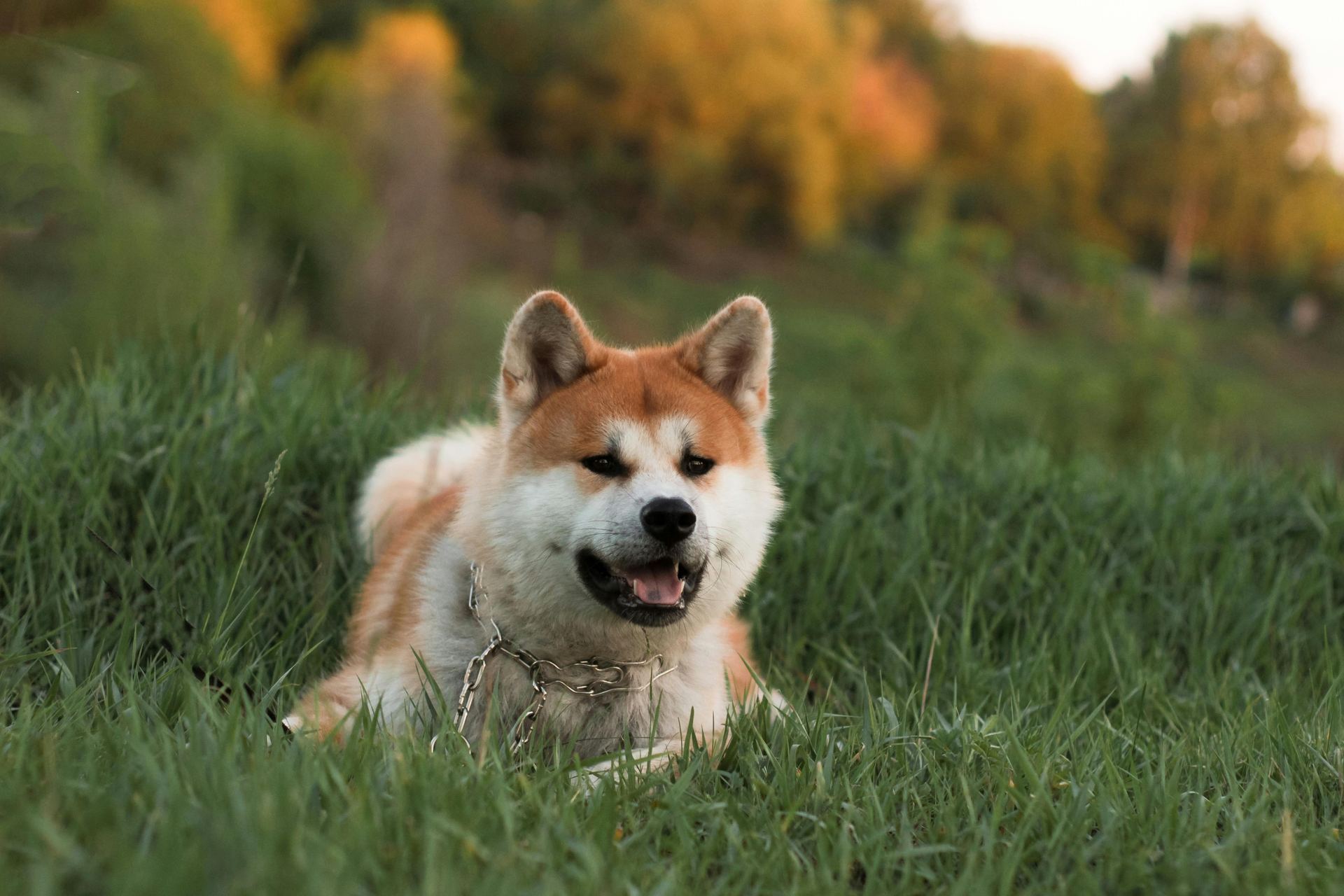 Akita Inu Puppy puppy in Panchkula