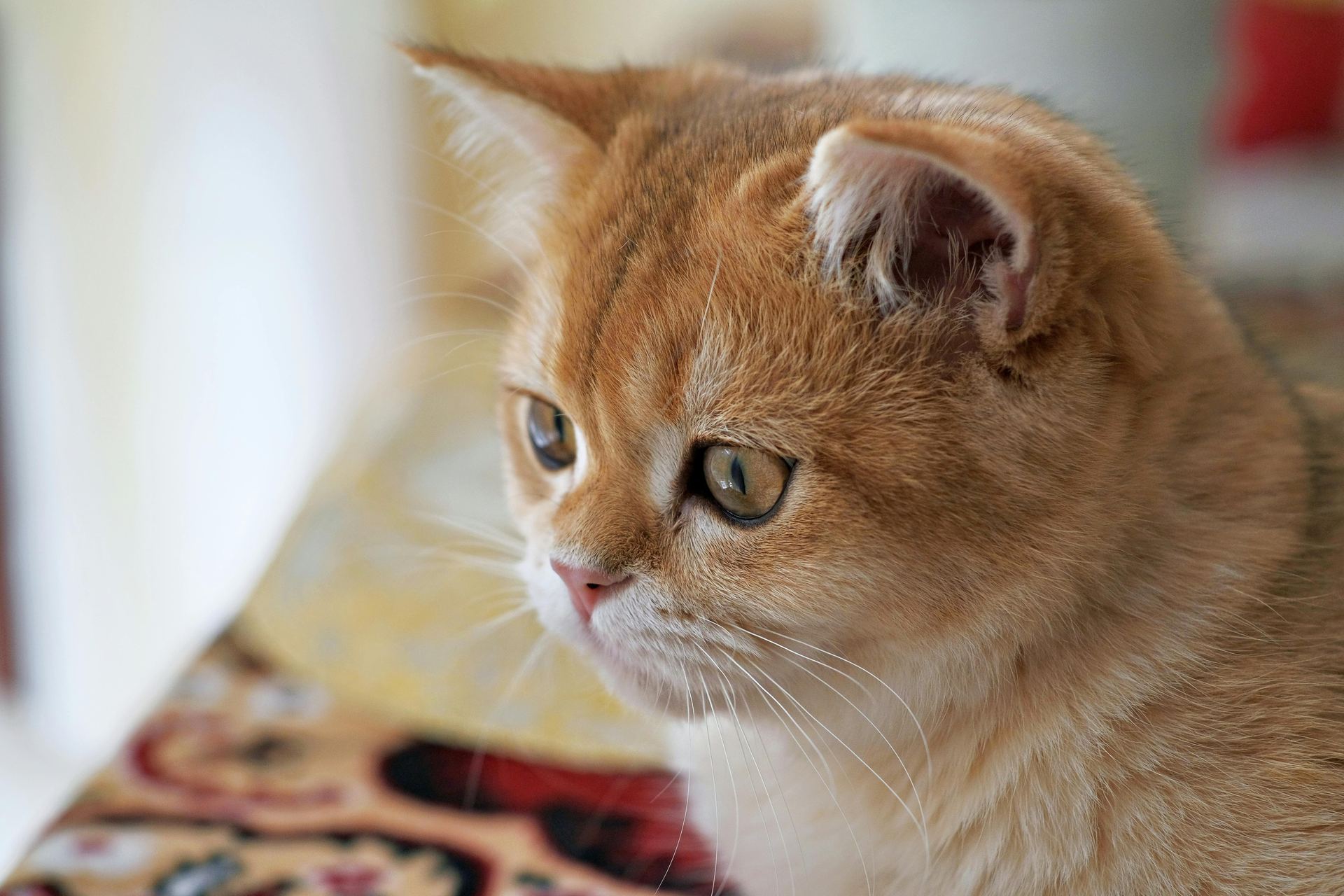 Exotic Short Hair Kittens