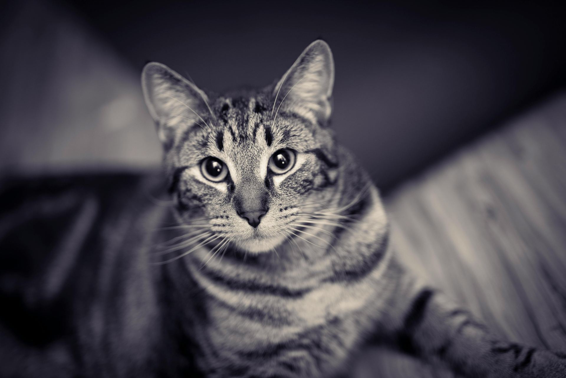 American Short Hair Kitten kitten available in Chandigarh