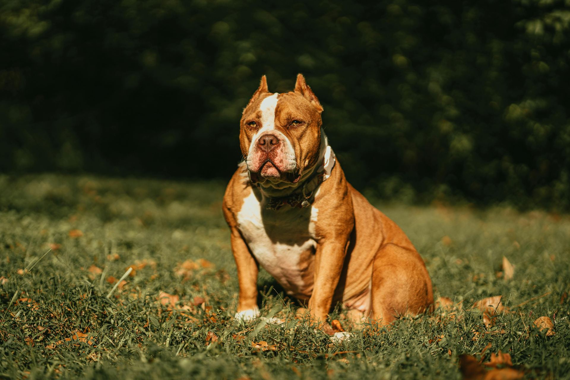 American Bully Pocket Size Puppy available in Panchkula