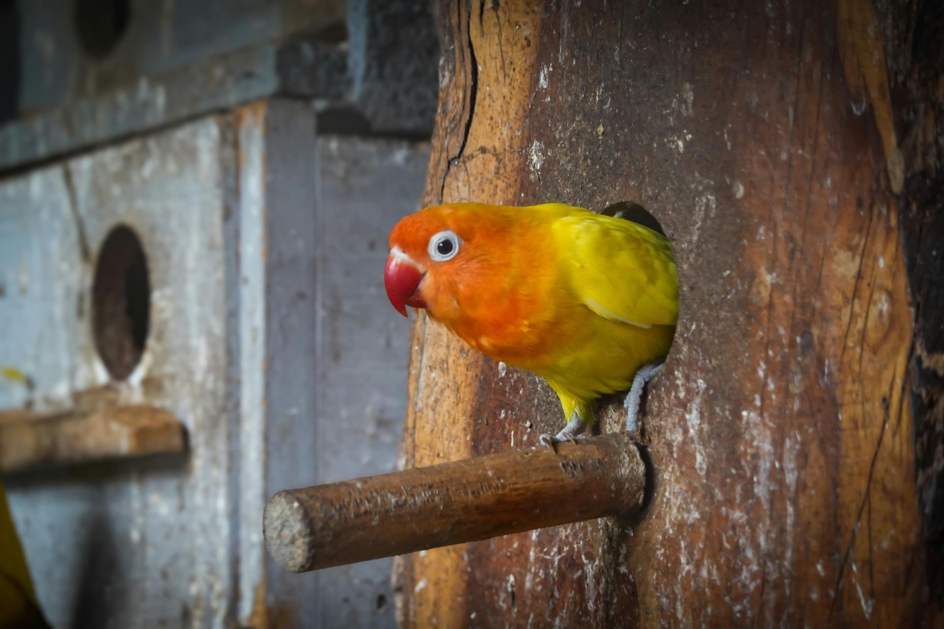 African Love Birds | Yellow & Orange bird in Panchkula