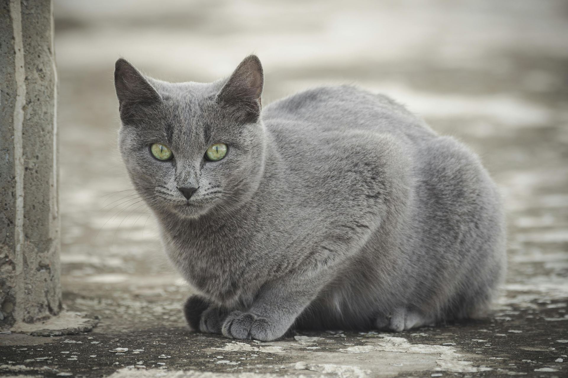 Russian Blue Kitten cat in Panchkula