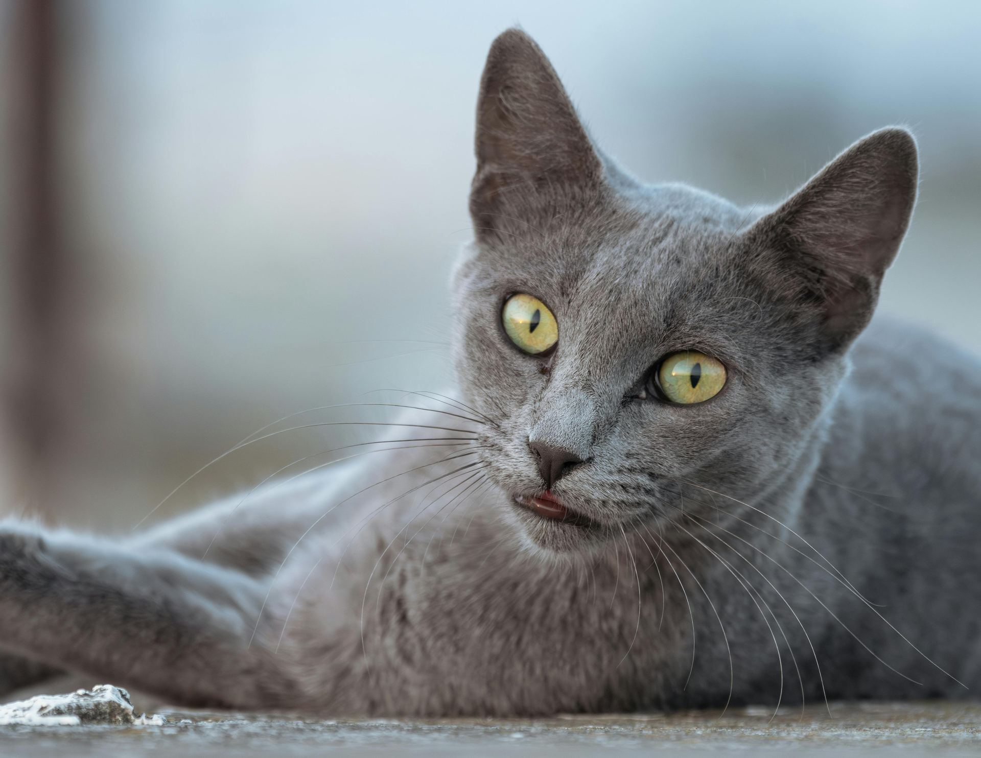 Russian Blue Kitten kitten available in Panchkula