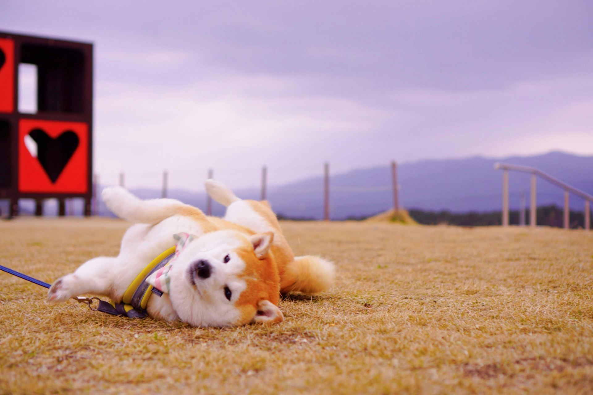 Akita Inu Puppy dog in Panchkula