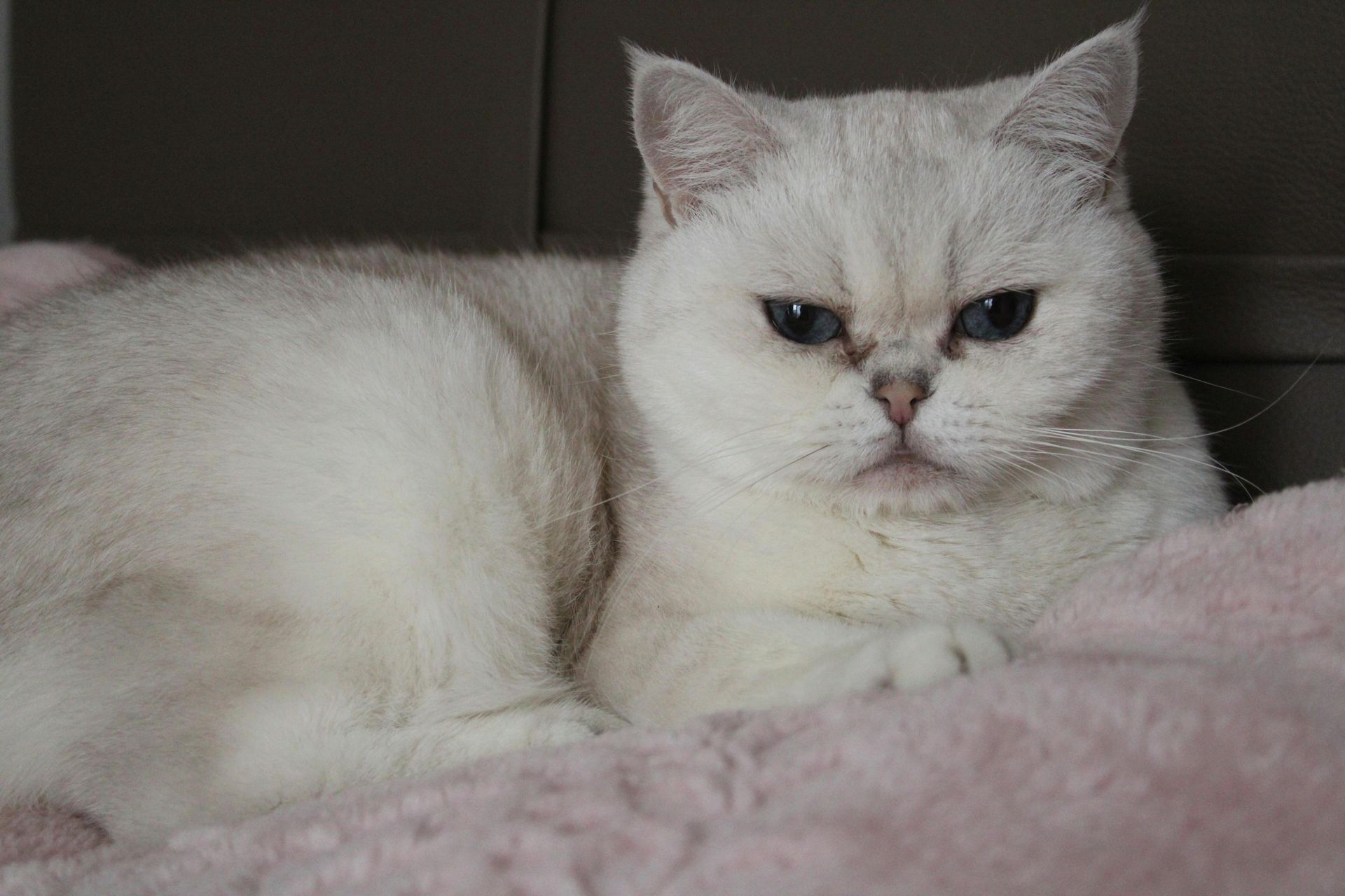 Buy Exotic Short Hair Kittens in Panchkula