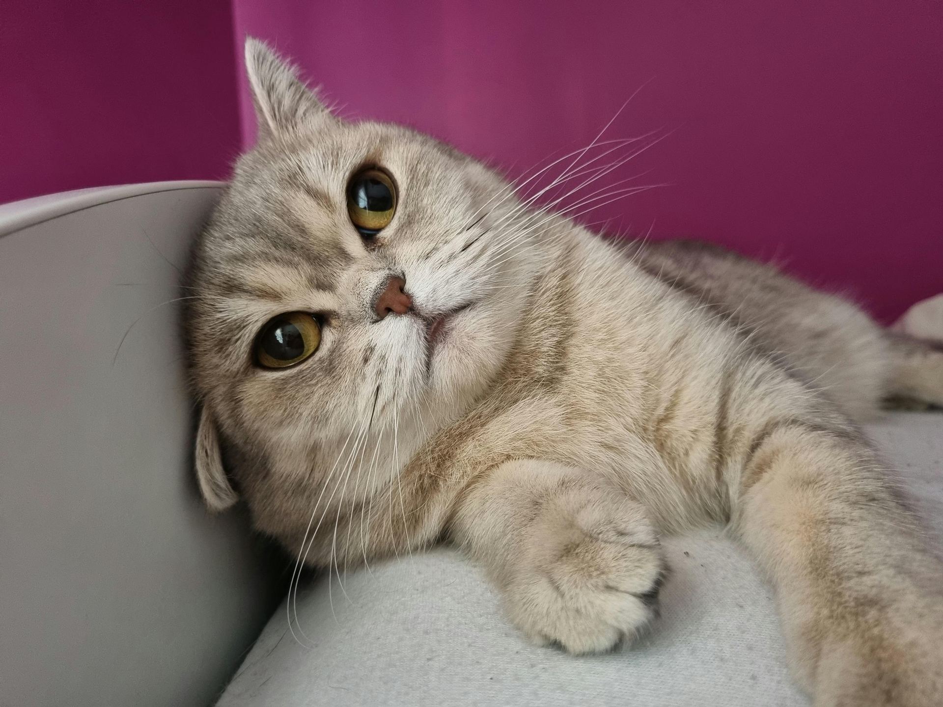 Scottish Fold | Chincila Variations cat in Panchkula