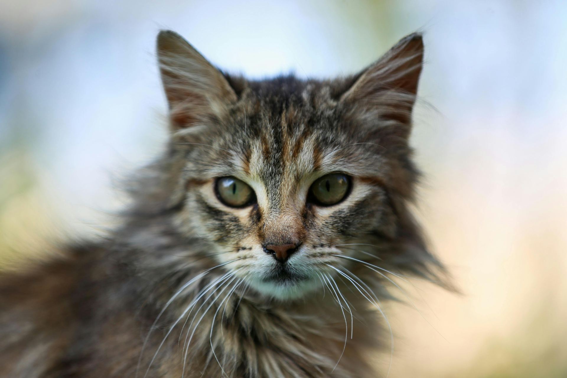 Buy Siberian Kitten in Chandigarh