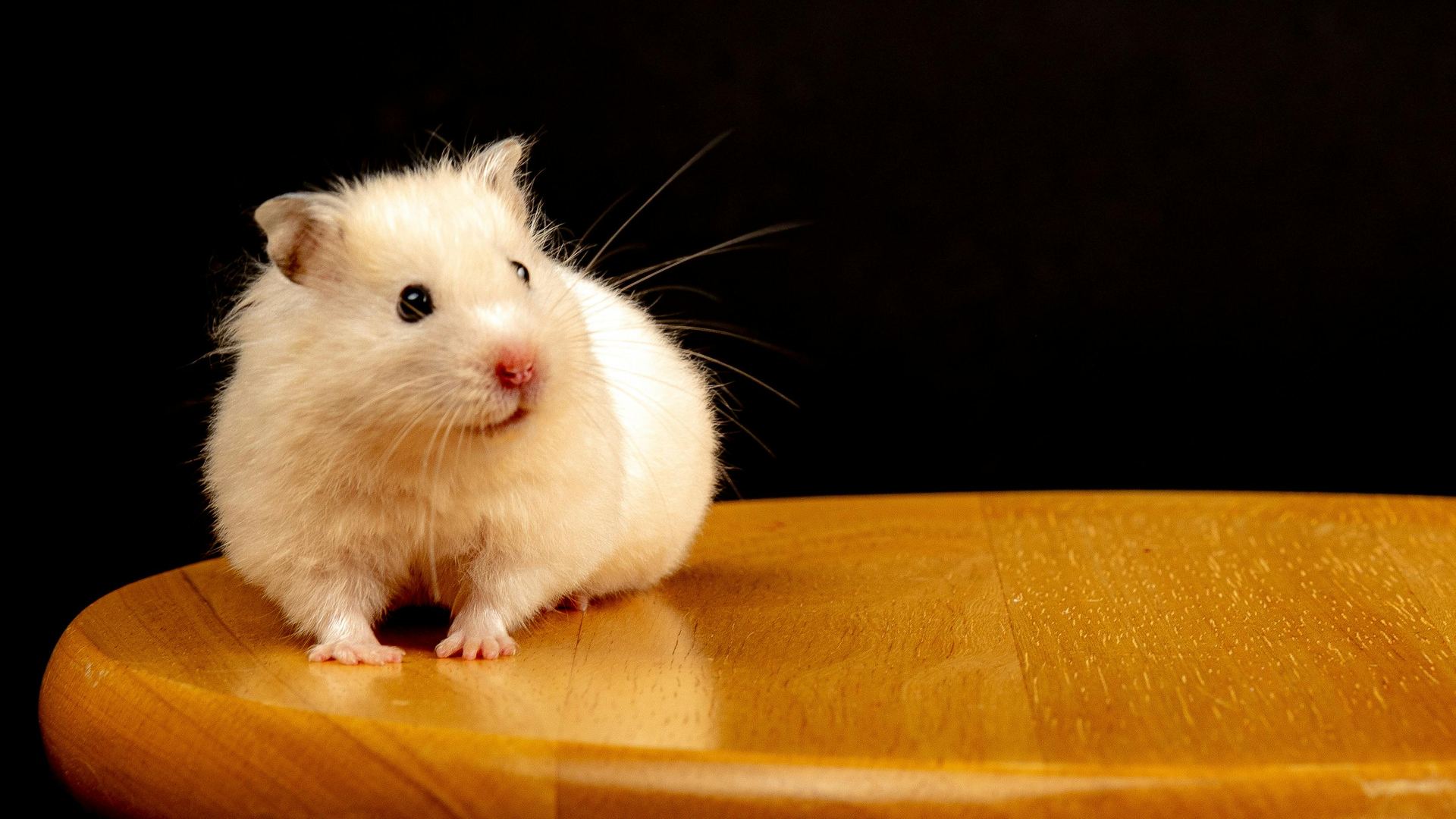 Hamsters small pet in Panchkula