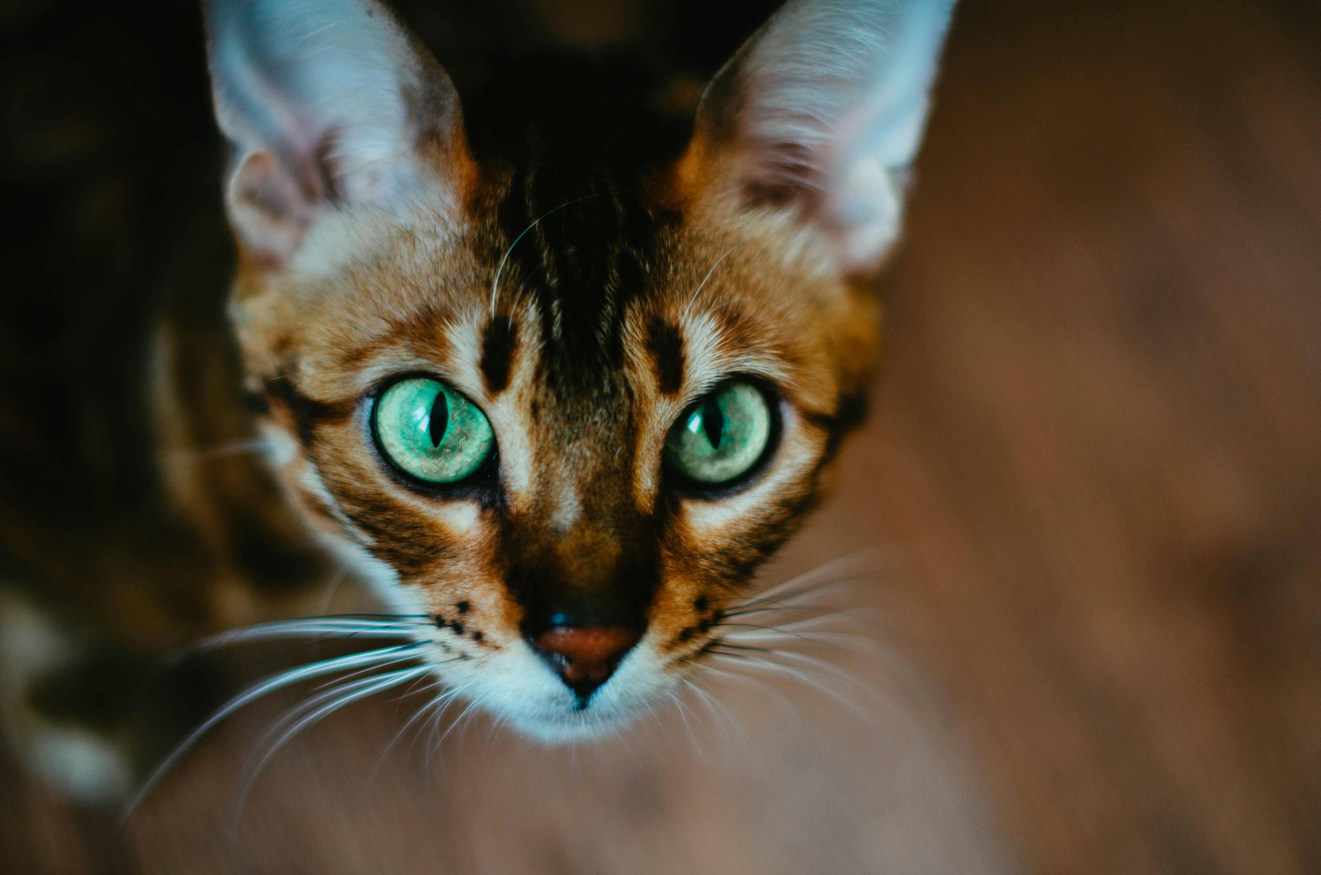 Buy Bengal Kittens in Panchkula