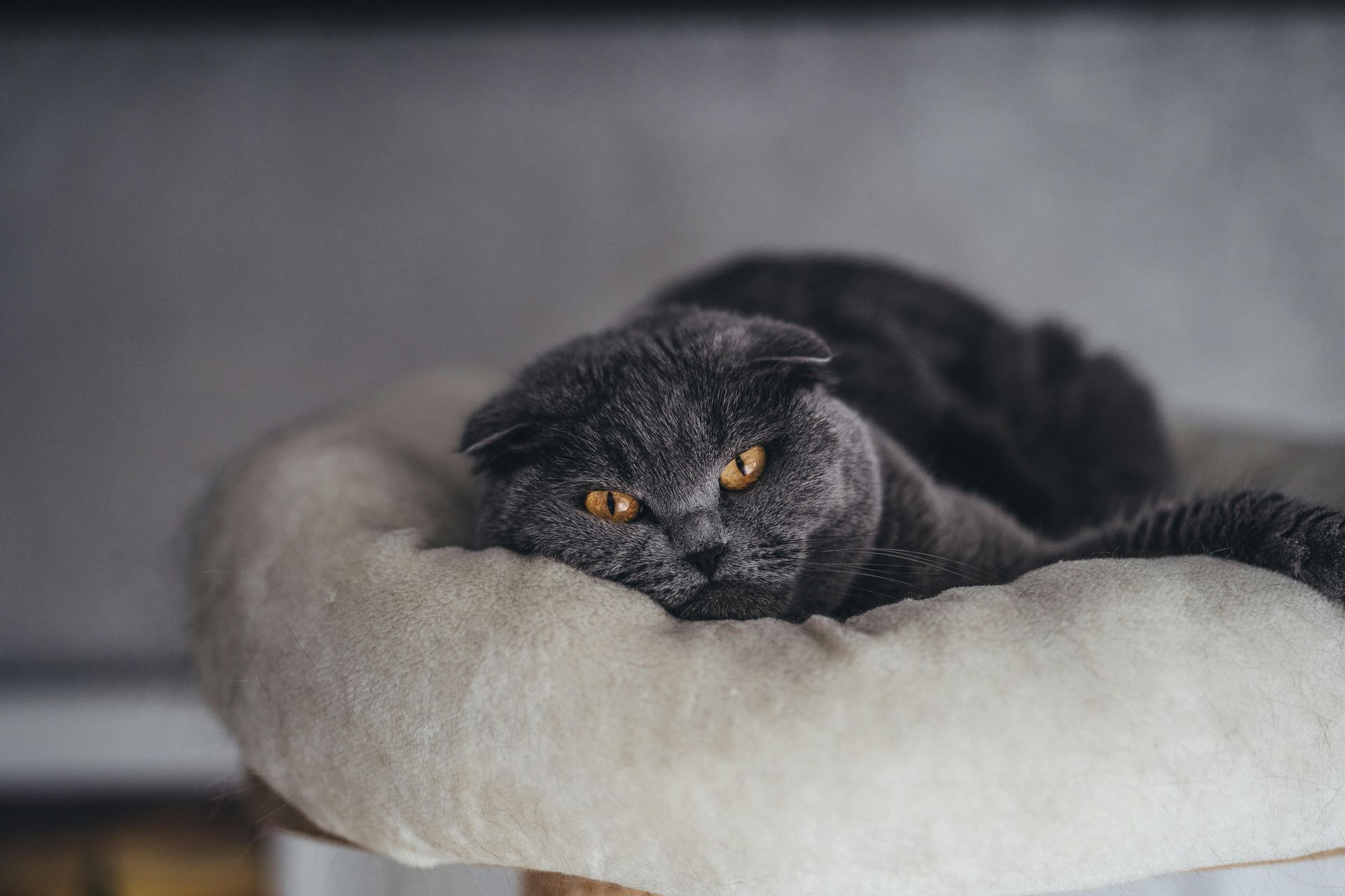 Buy Scottish Fold Kitten | Standard Grey in Panchkula
