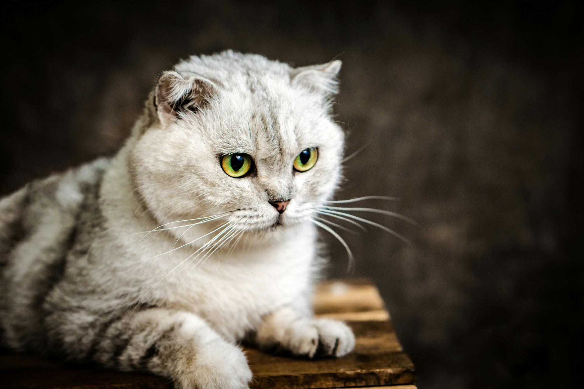 Buy Scottish Fold | Chincila Variations in Panchkula