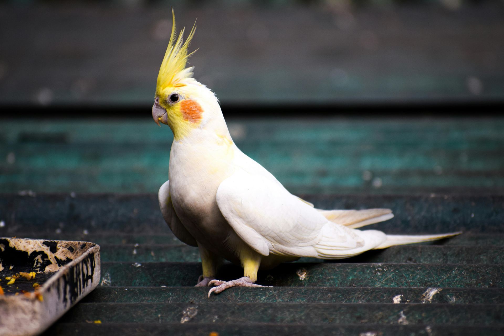 Cockateils bird in Panchkula