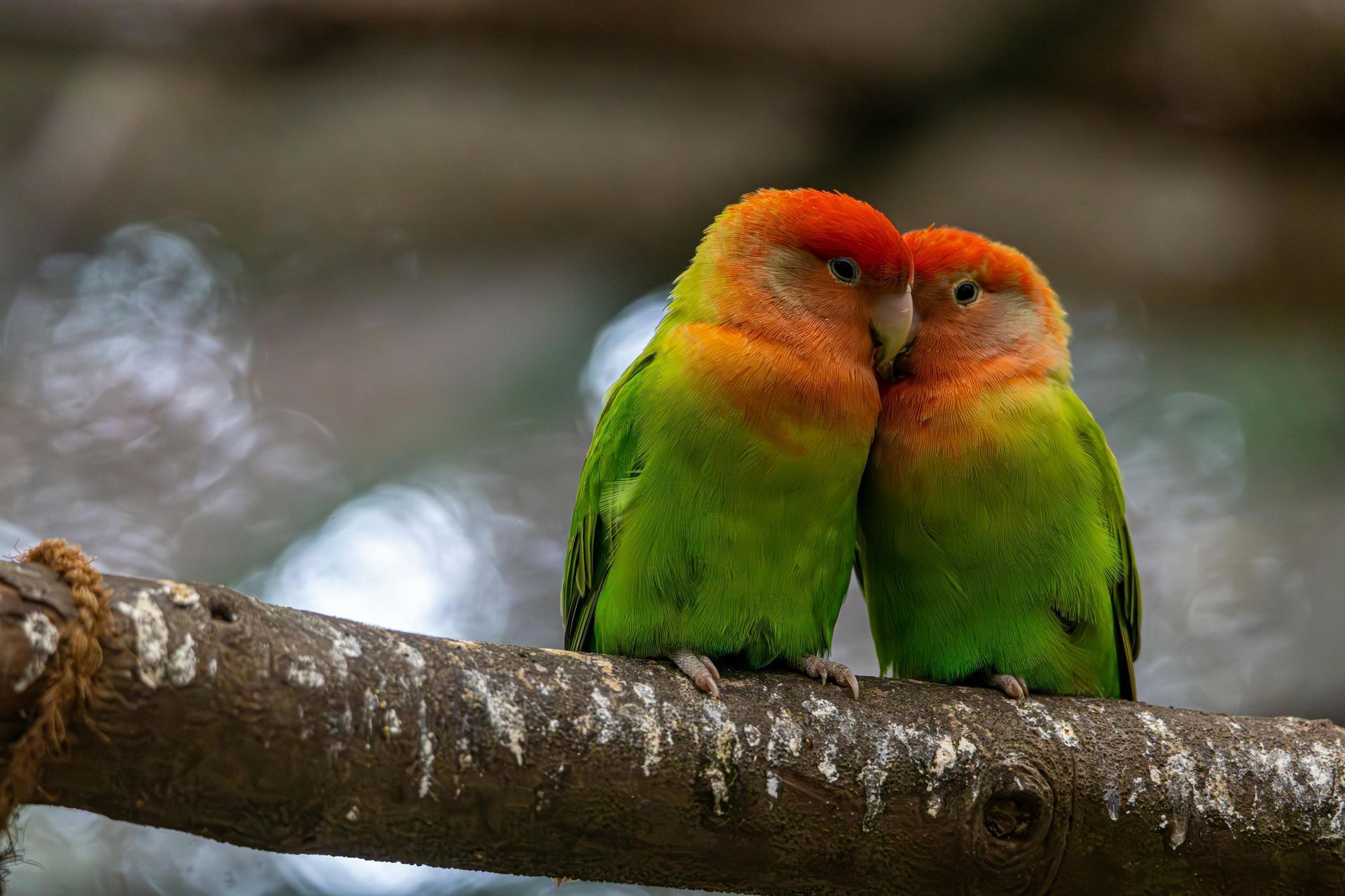 African Love Birds | Peach Face available in Chandigarh