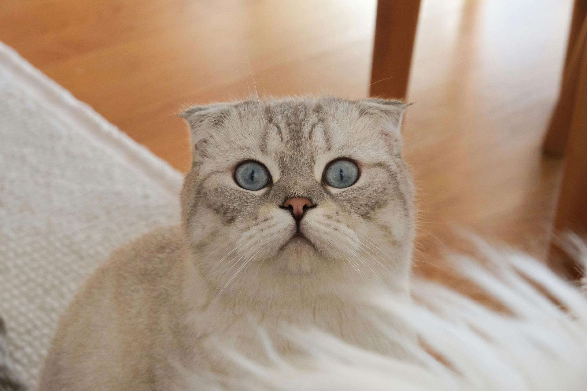 Scottish Fold | Chincila Variations kitten available in Panchkula