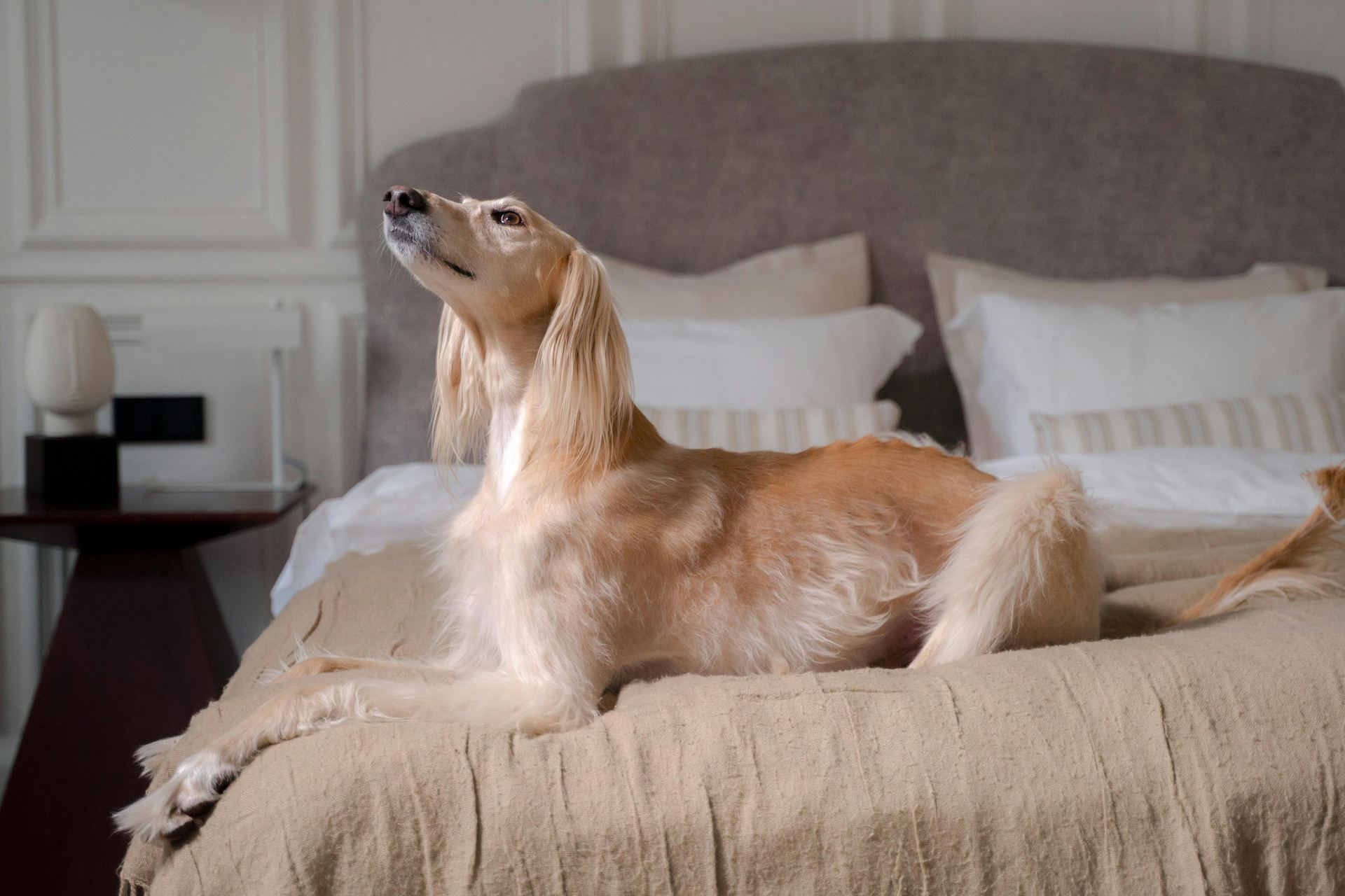 Afghan Hound Puppy available in Panchkula
