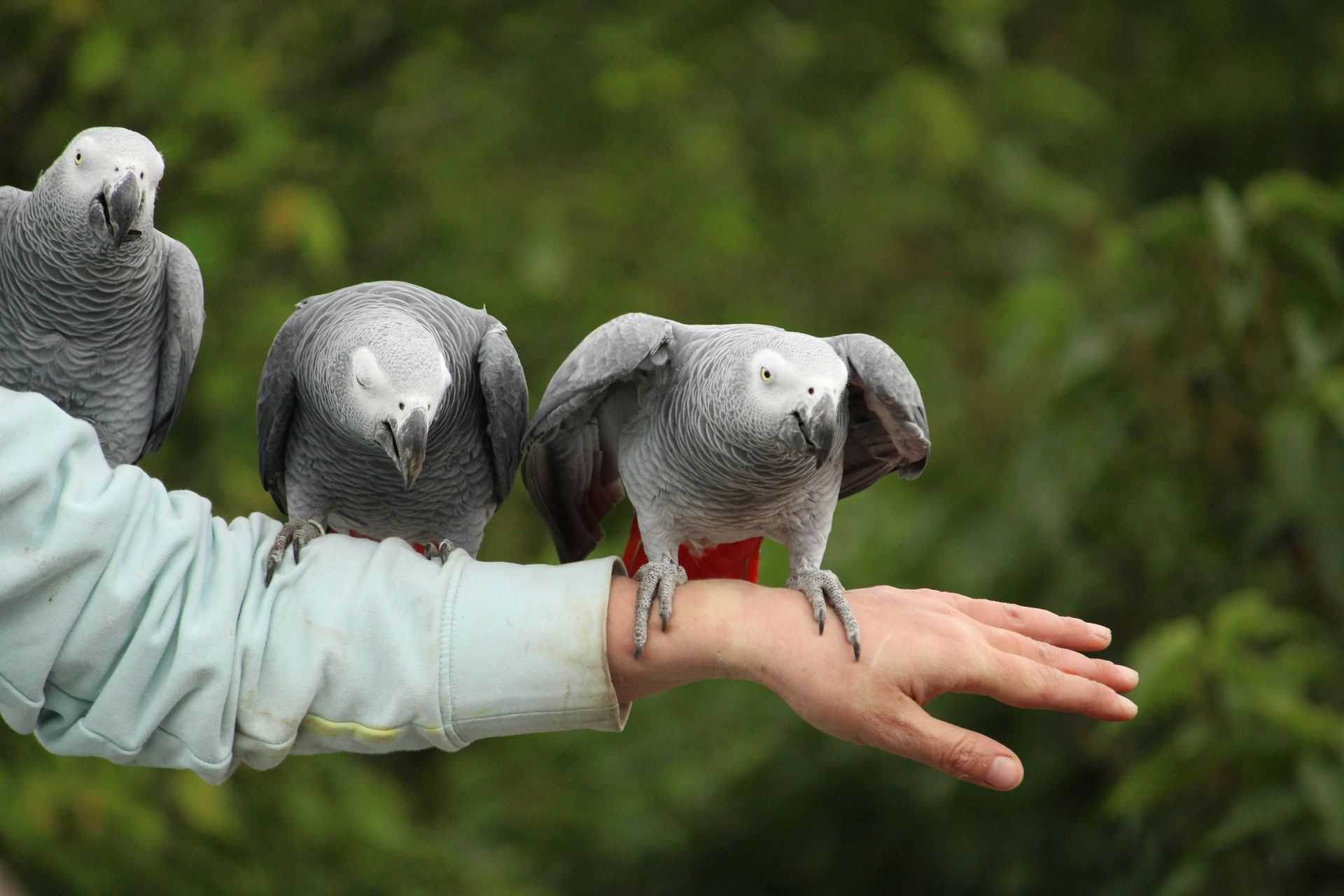 African Grey Parrot bird in Panchkula