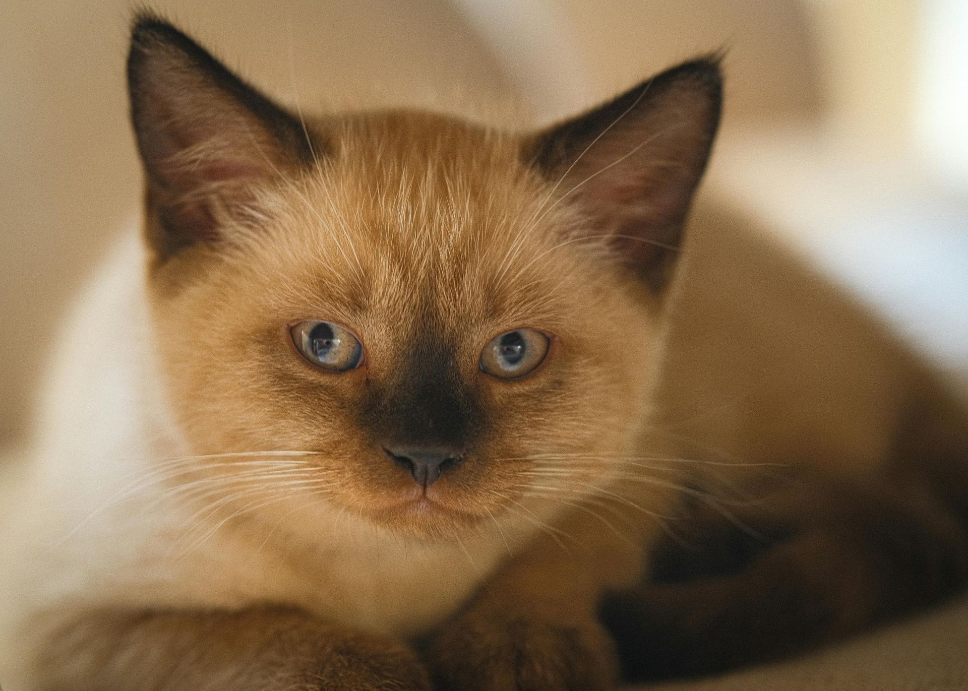 Siamese Kitten kitten available in Kharar