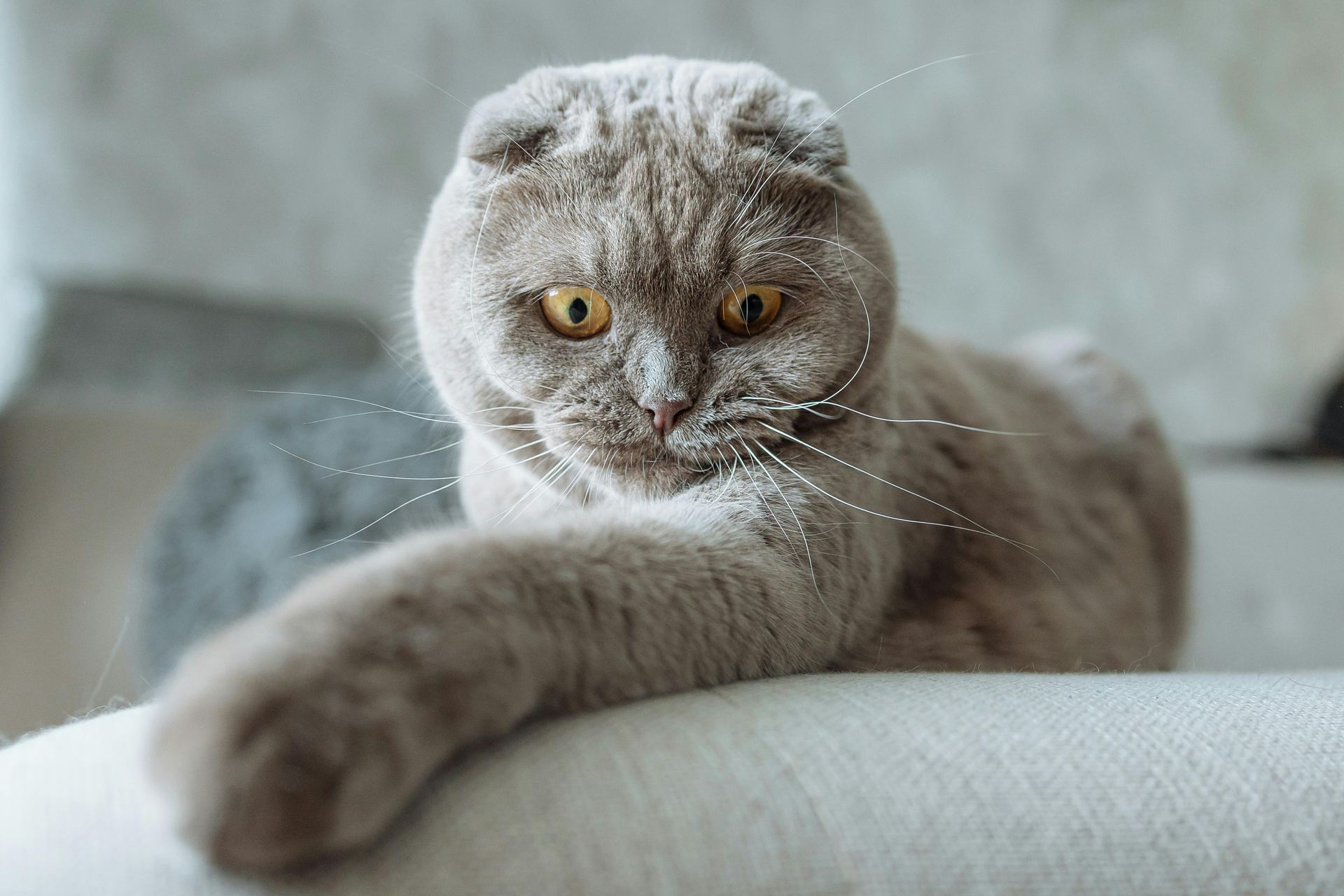 Scottish Fold Kitten | Standard Grey cat in Panchkula
