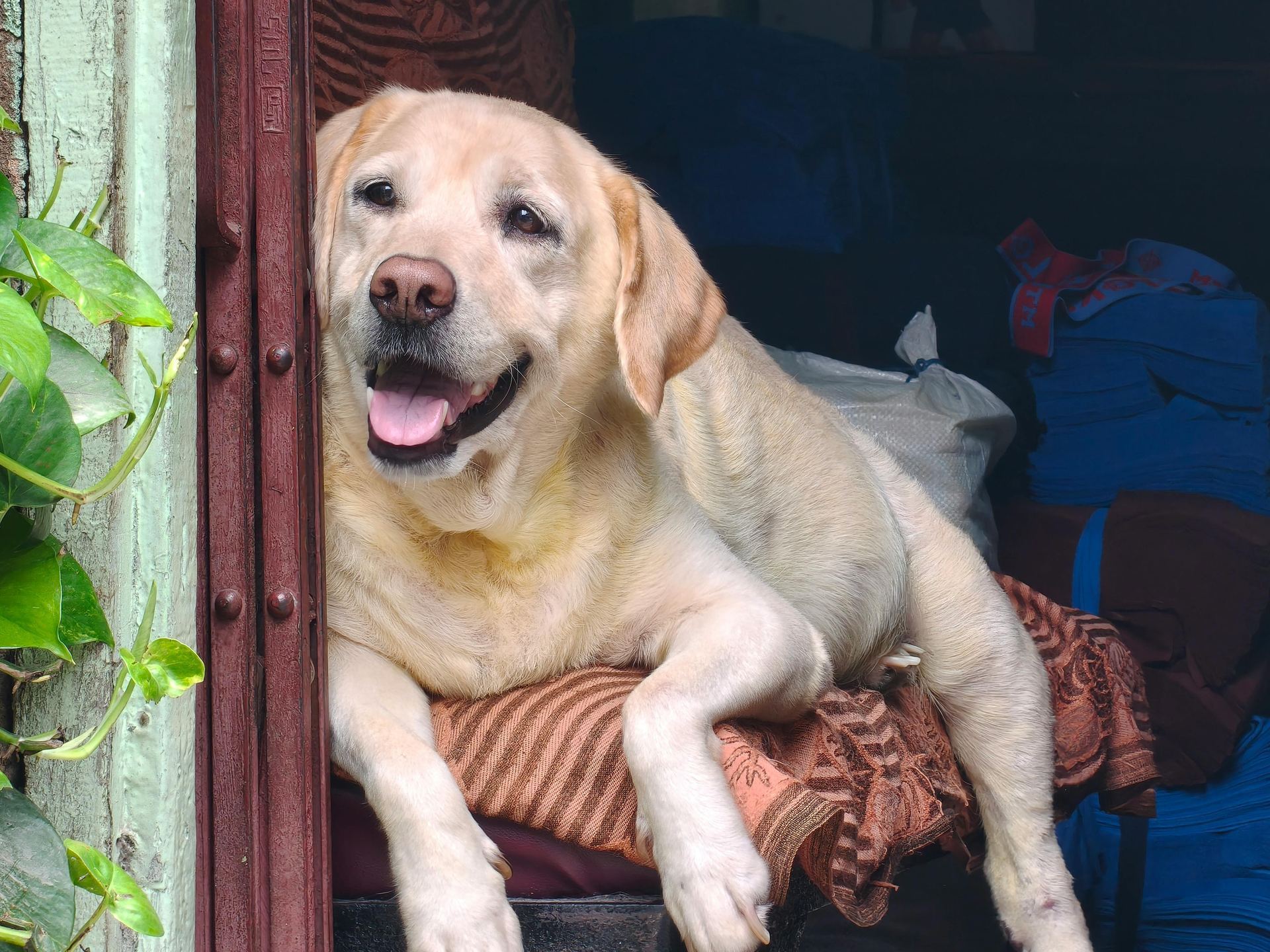 Labrador Retriever Puppy | Fawn Color available in Panchkula