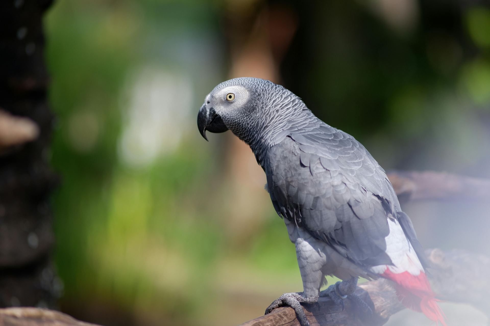 African Grey Parrot available in Panchkula