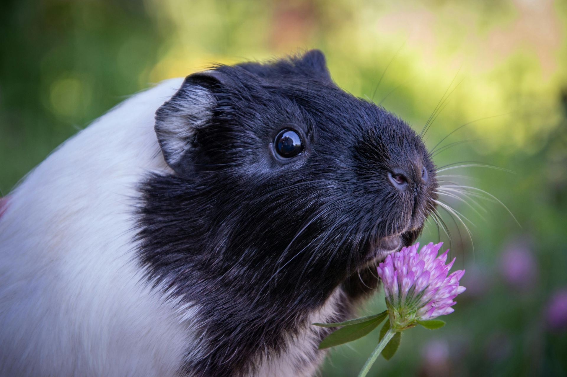 Guinea Pig Babies available in Rupnagar