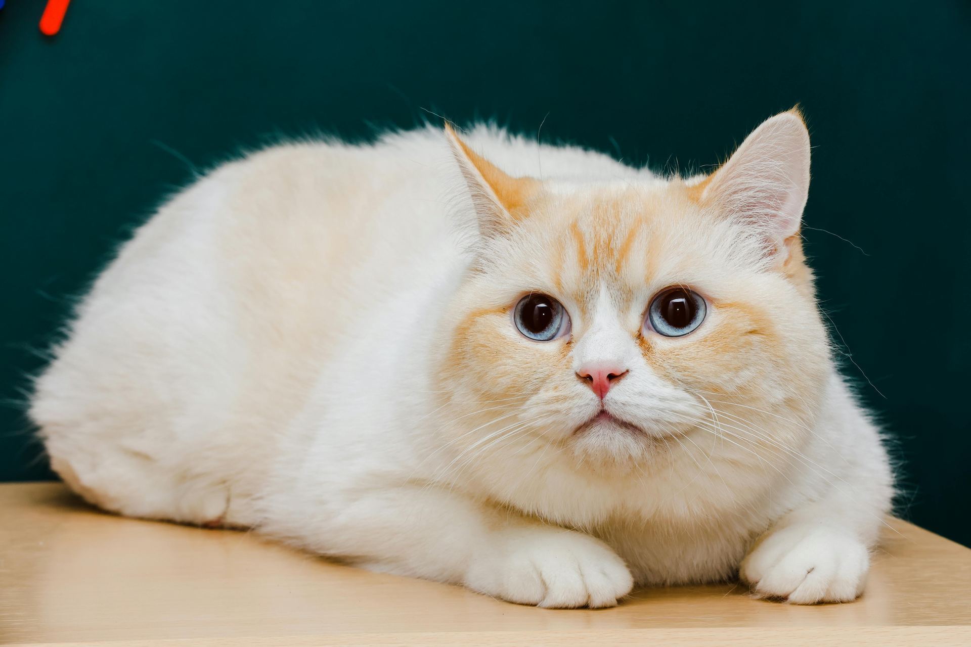 Exotic Short Hair Kittens kitten available in Panchkula
